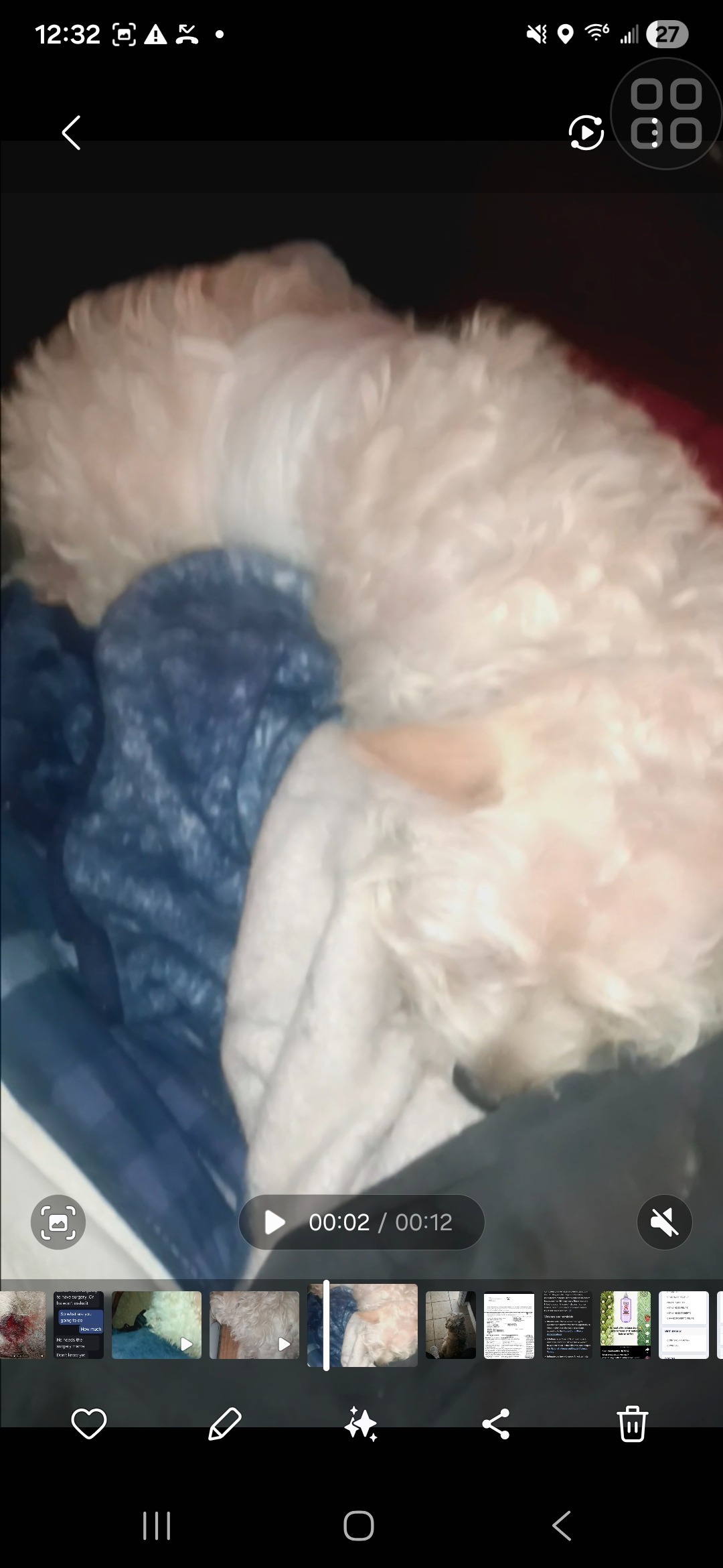 Donate to Save Mom's Beloved Dog campaign photo, 4 of 5