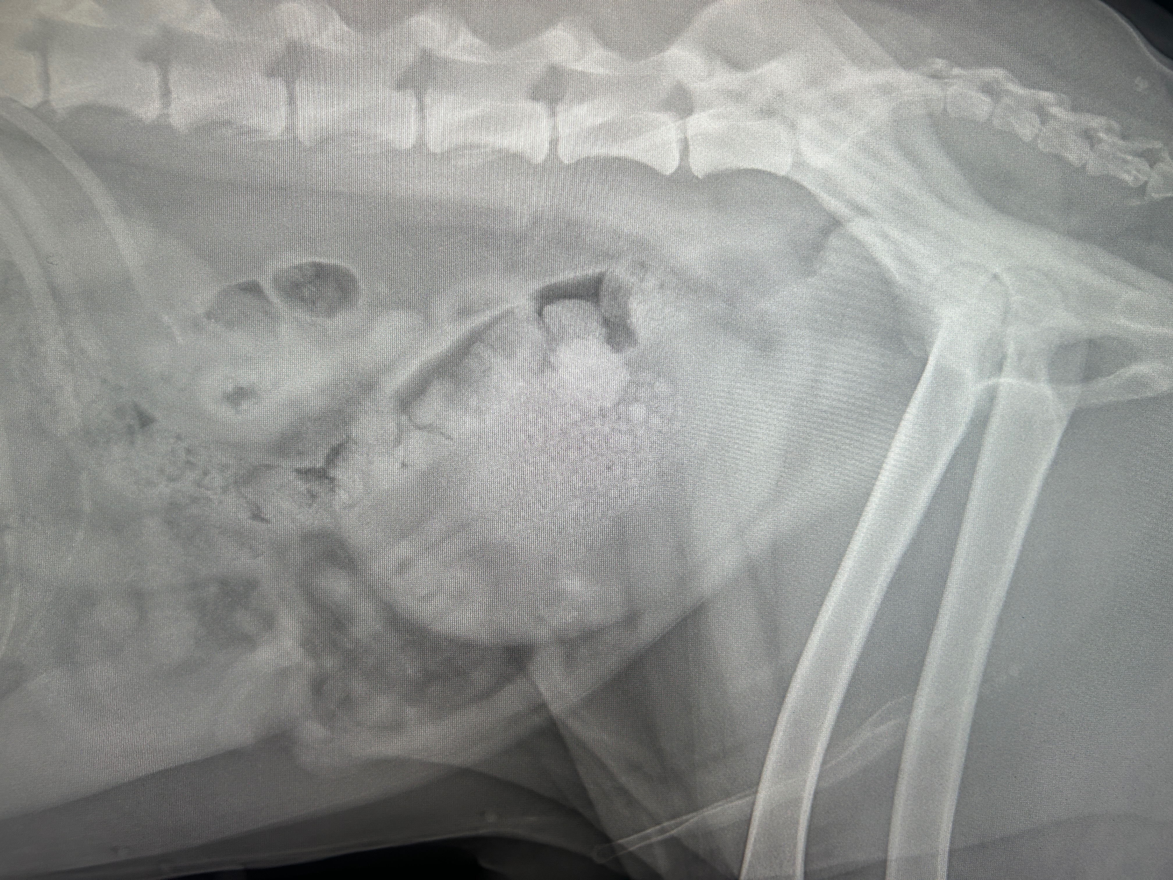 Support Alphie's Urgent Medical Needs campaign photo, 2 of 7