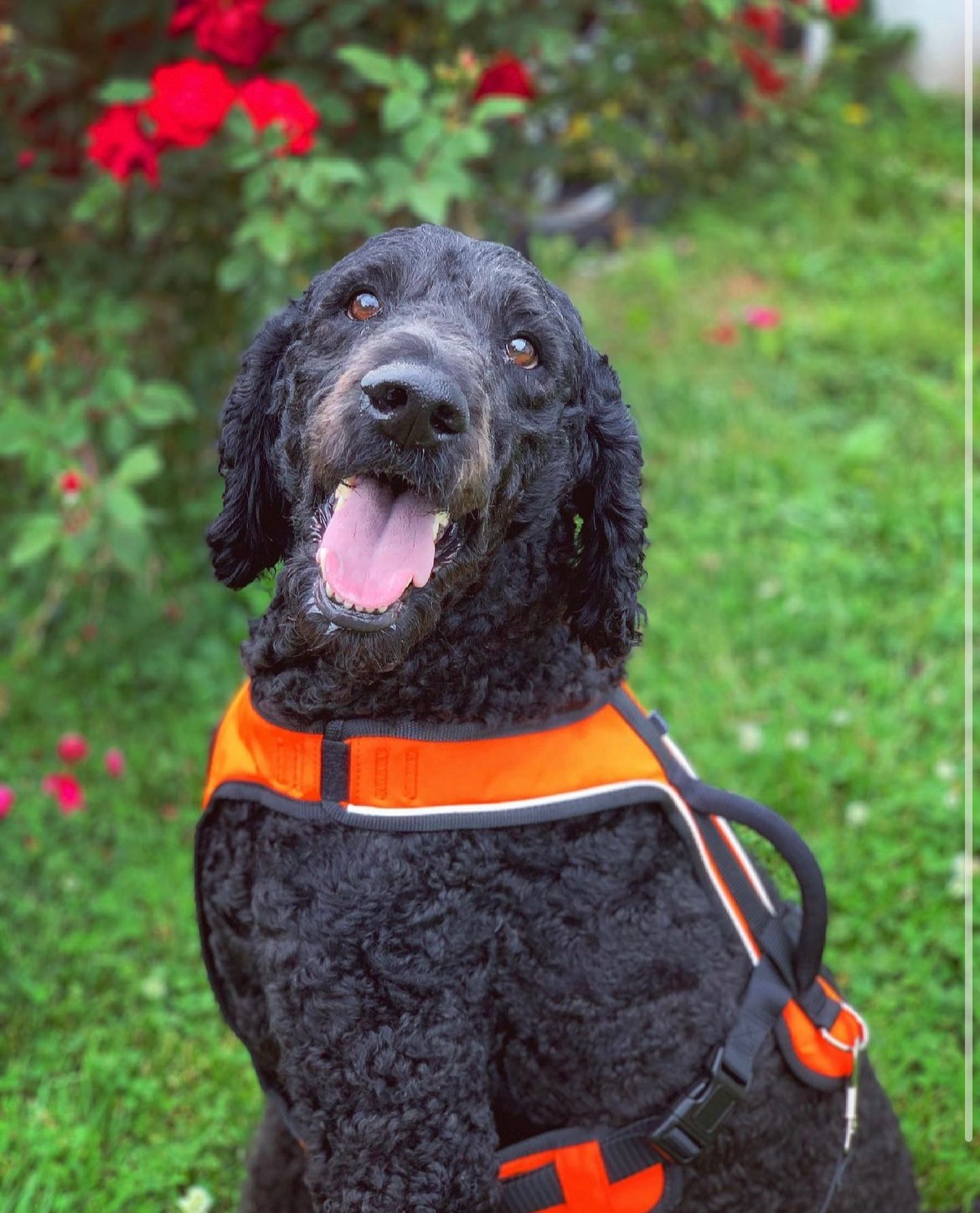 Support Alphie's Urgent Medical Needs campaign photo, 4 of 7