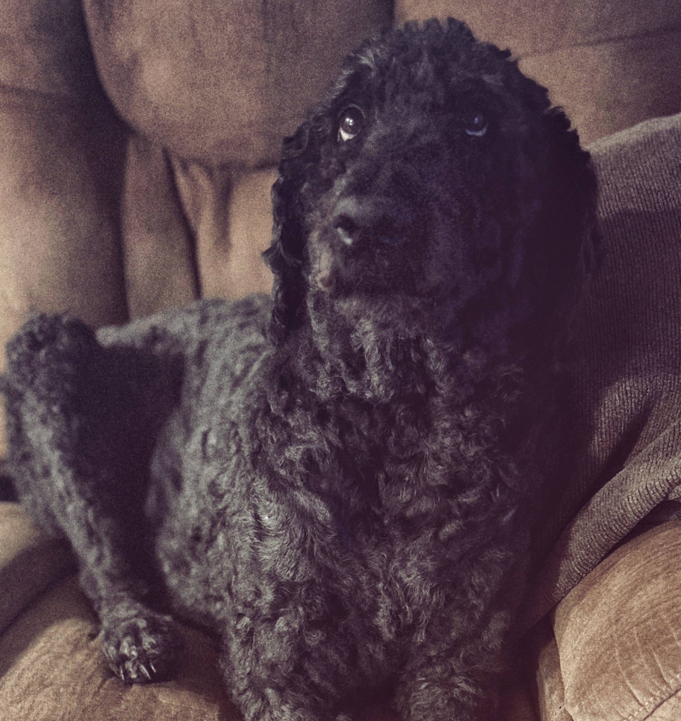 Support Alphie's Urgent Medical Needs campaign photo, 5 of 7