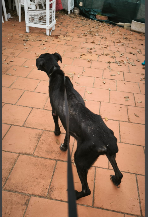 Help Benji Heal – A Second Chance for a Stray Dog in Italy campaign photo, 4 of 8
