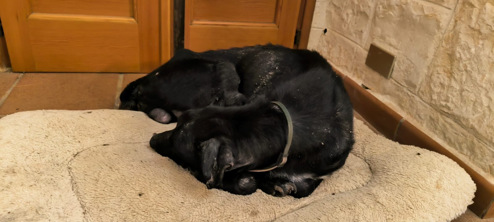 Help Benji Heal – A Second Chance for a Stray Dog in Italy campaign photo, 5 of 8