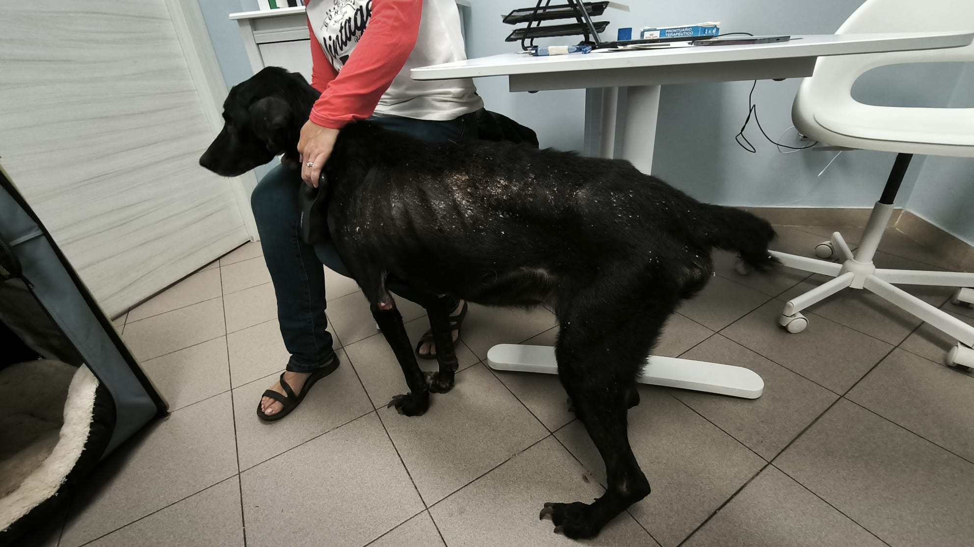 Help Benji Heal – A Second Chance for a Stray Dog in Italy campaign photo, 6 of 8