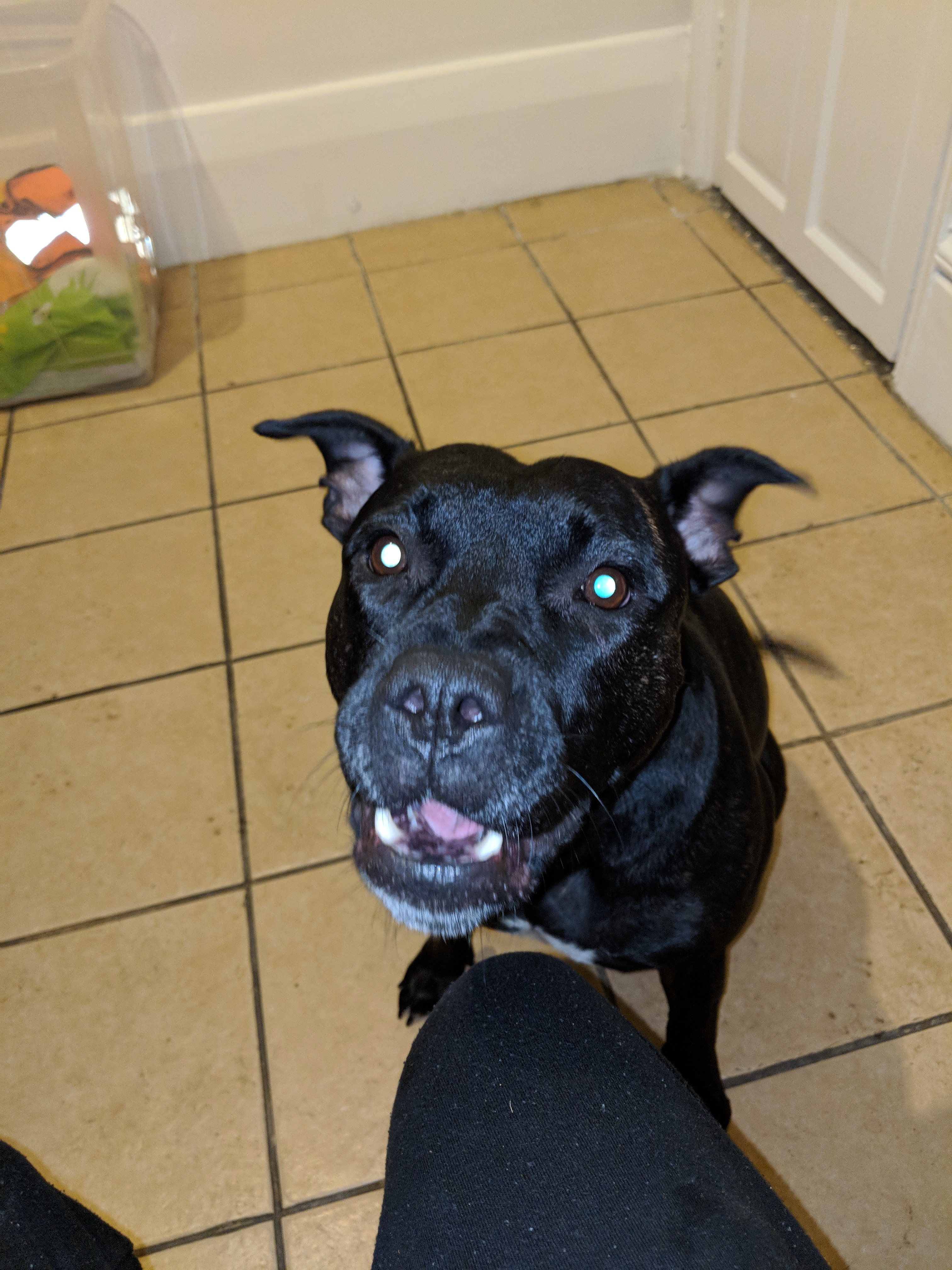 Save my Staffy, help her to beat cancers ass! campaign photo, 7 of 8
