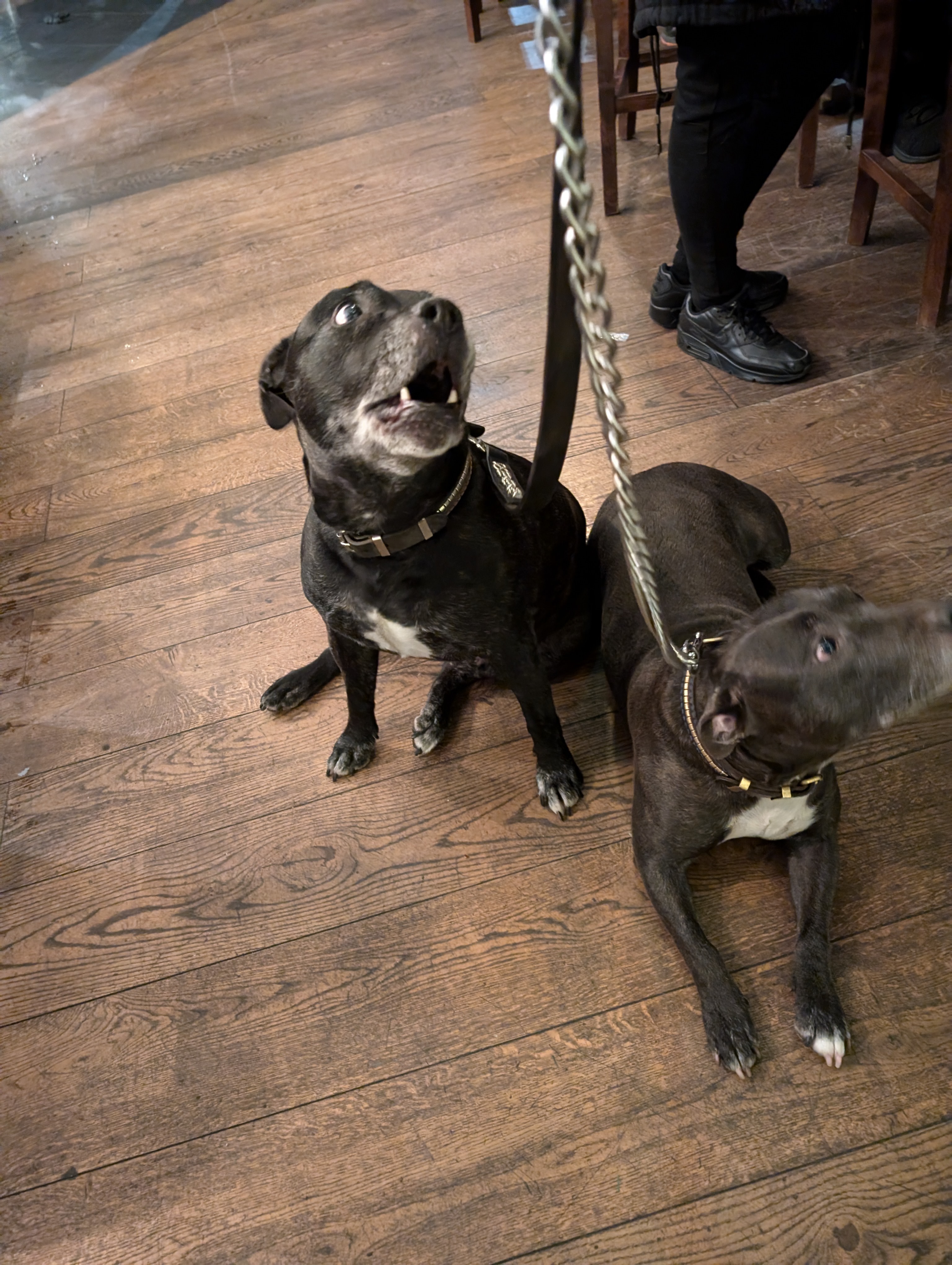 Save my Staffy, help her to beat cancers ass! campaign photo, 4 of 8
