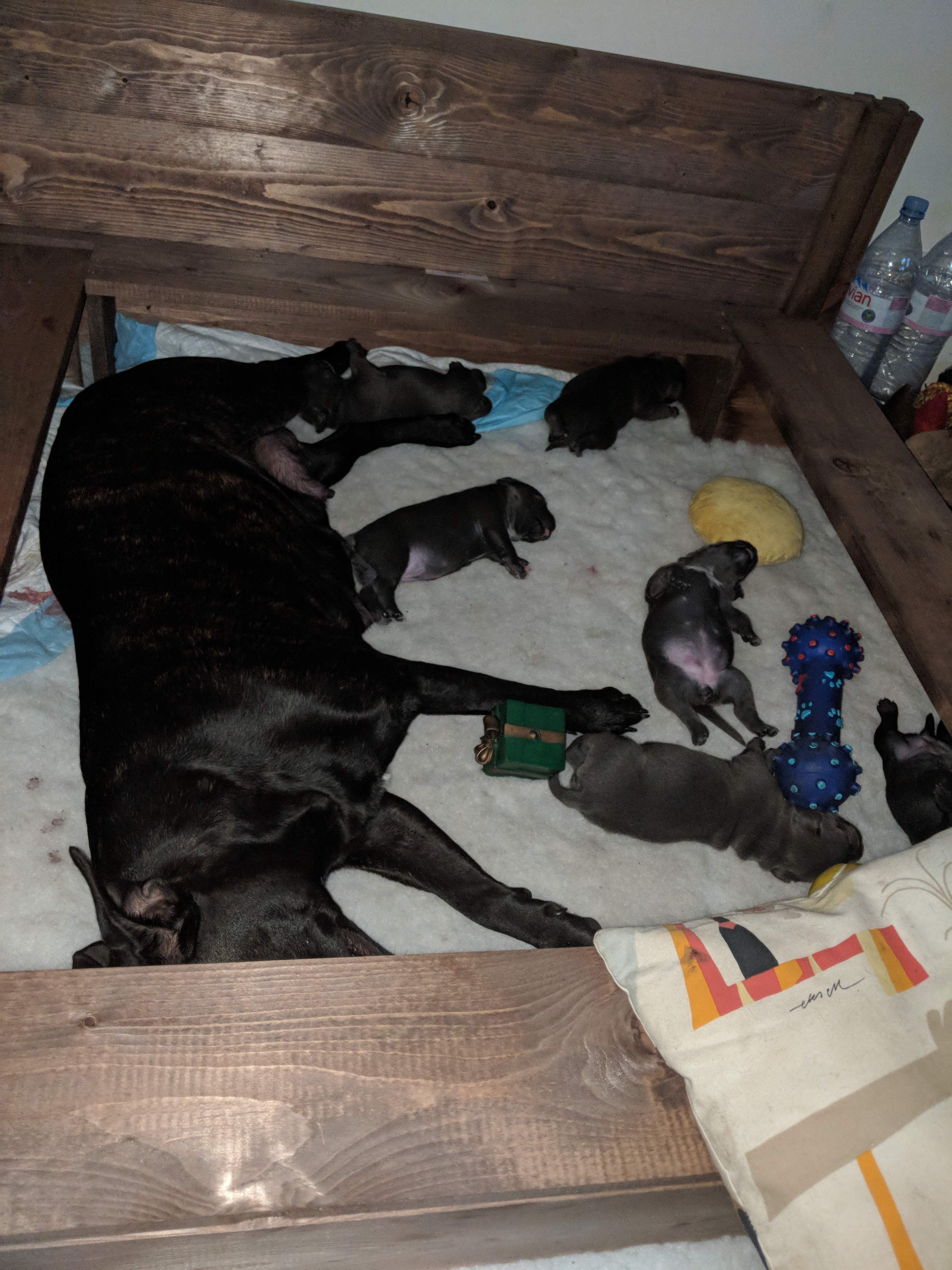 Save my Staffy, help her to beat cancers ass! campaign photo, 5 of 8