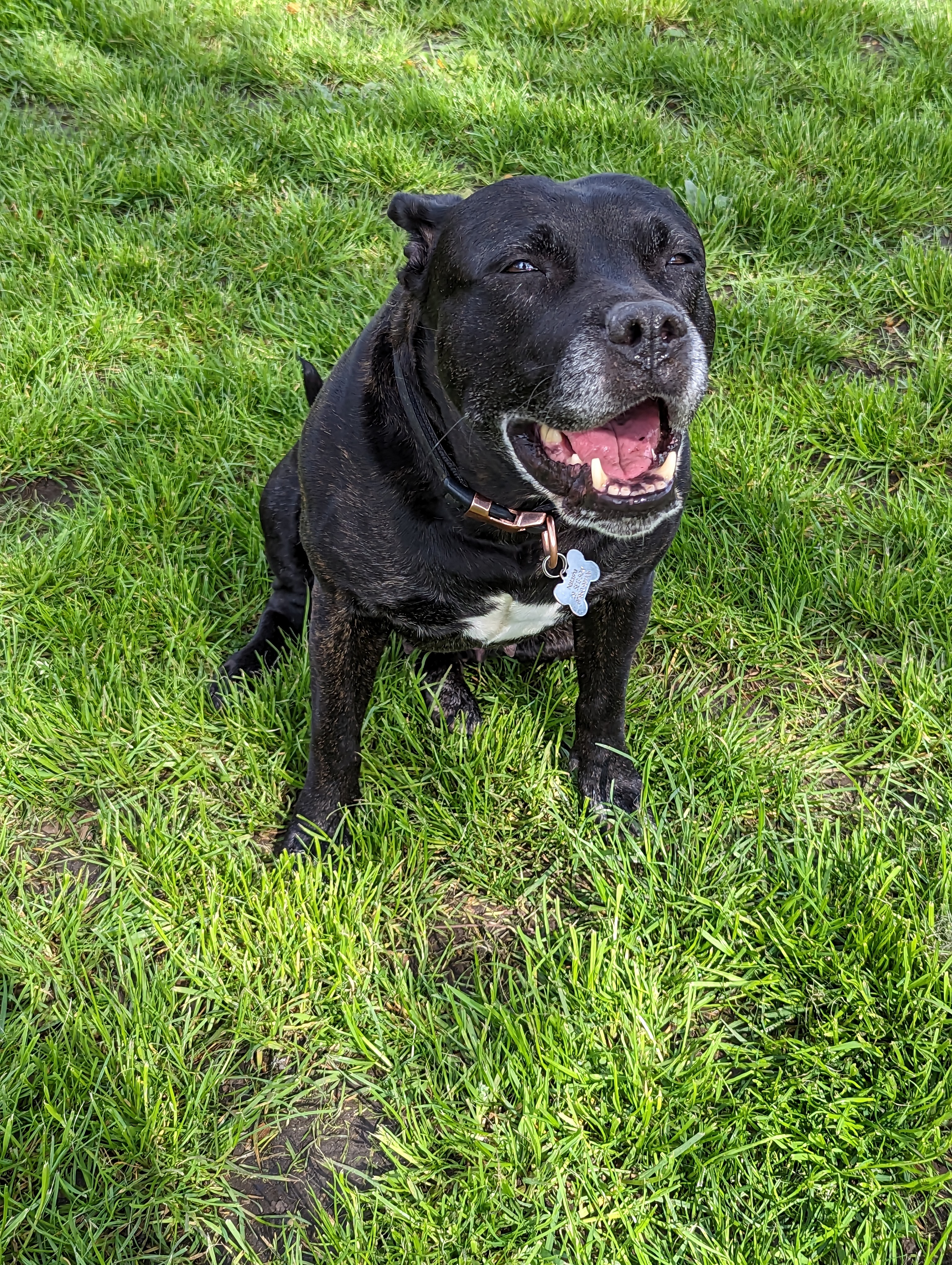 Save my Staffy, help her to beat cancers ass! campaign photo, 6 of 8