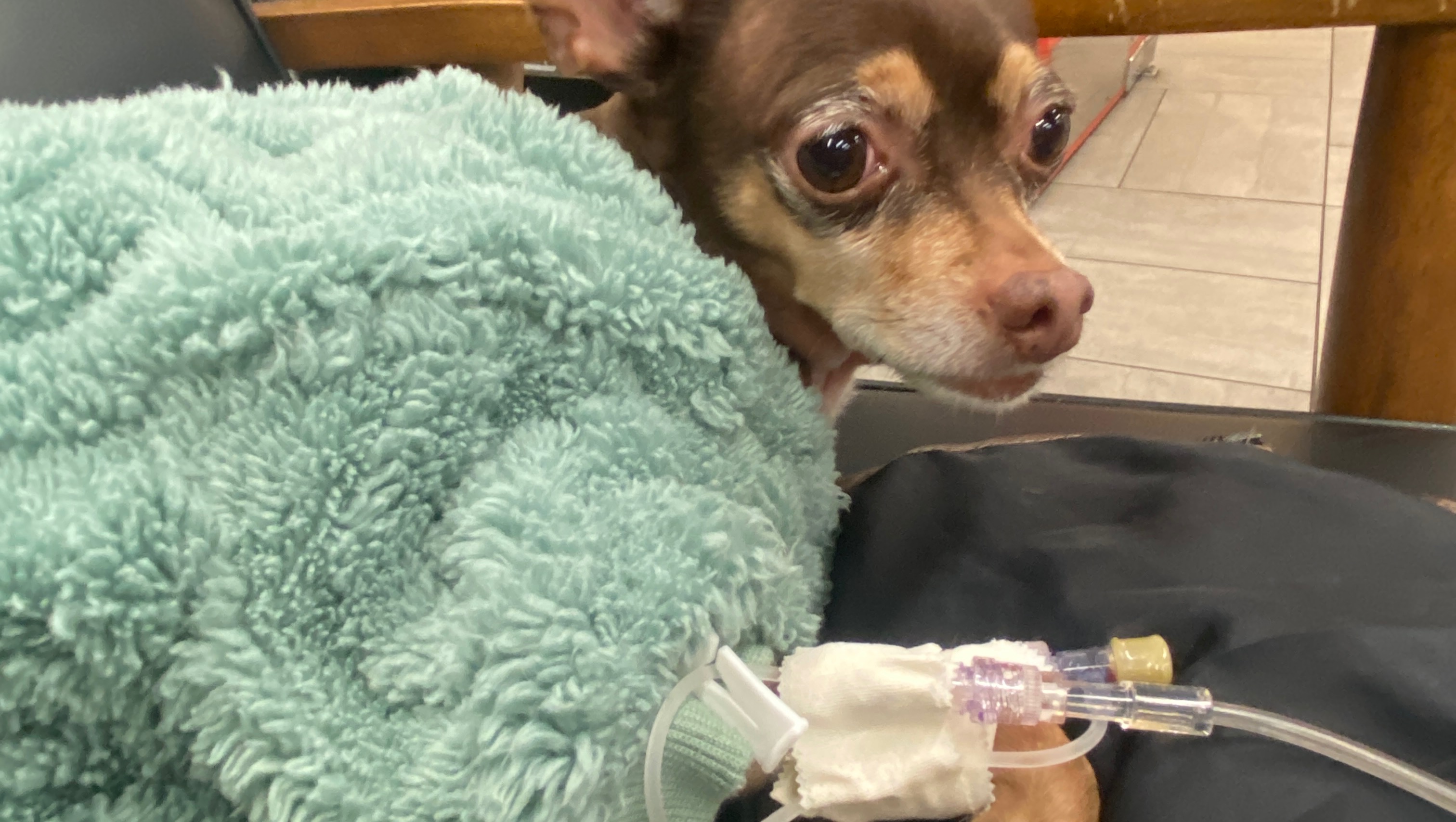 Chula's ER Vet Visit