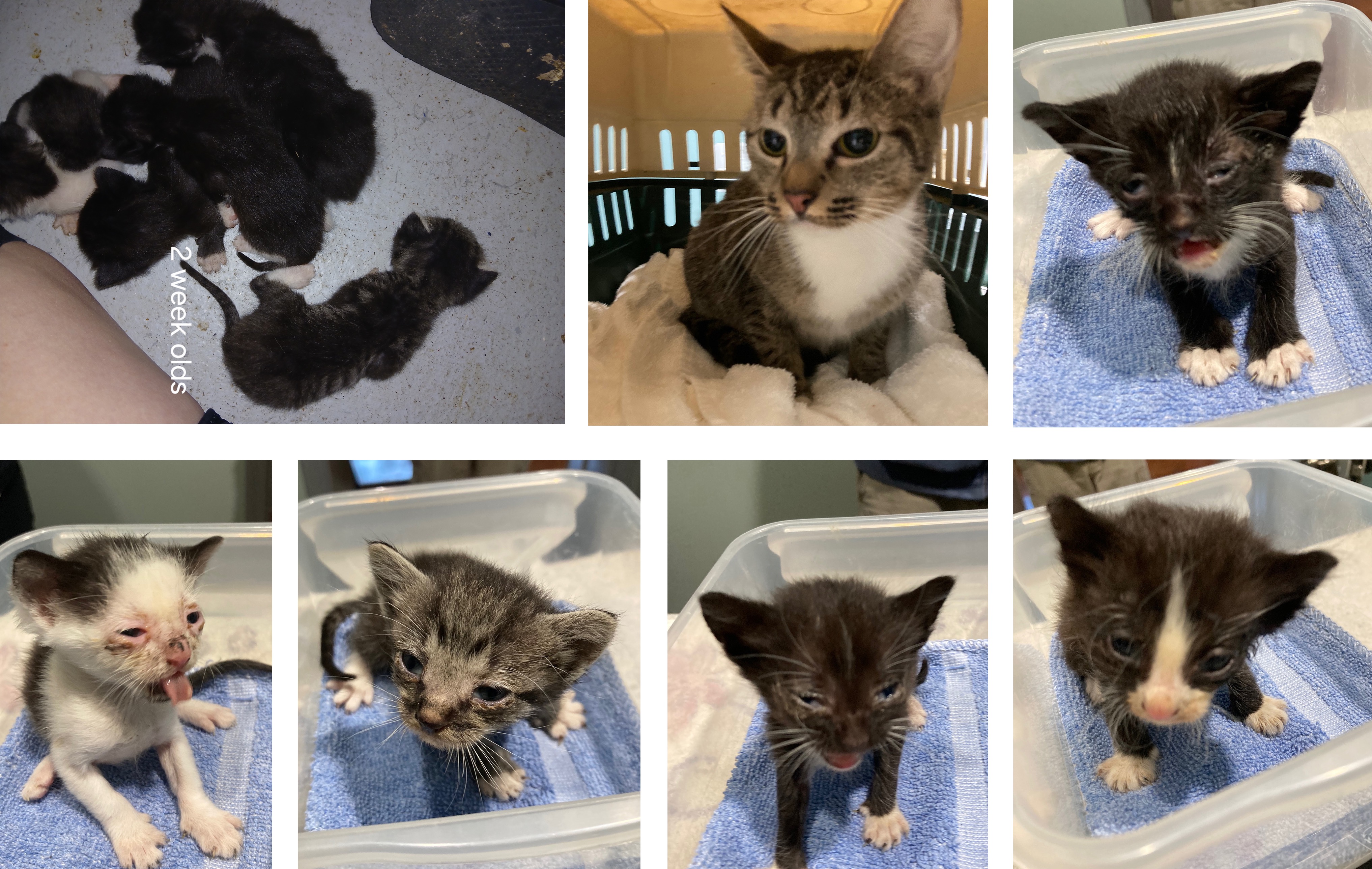 Donate to Ensure Healthy Futures for 21 Rescued Cats campaign photo, 7 of 8