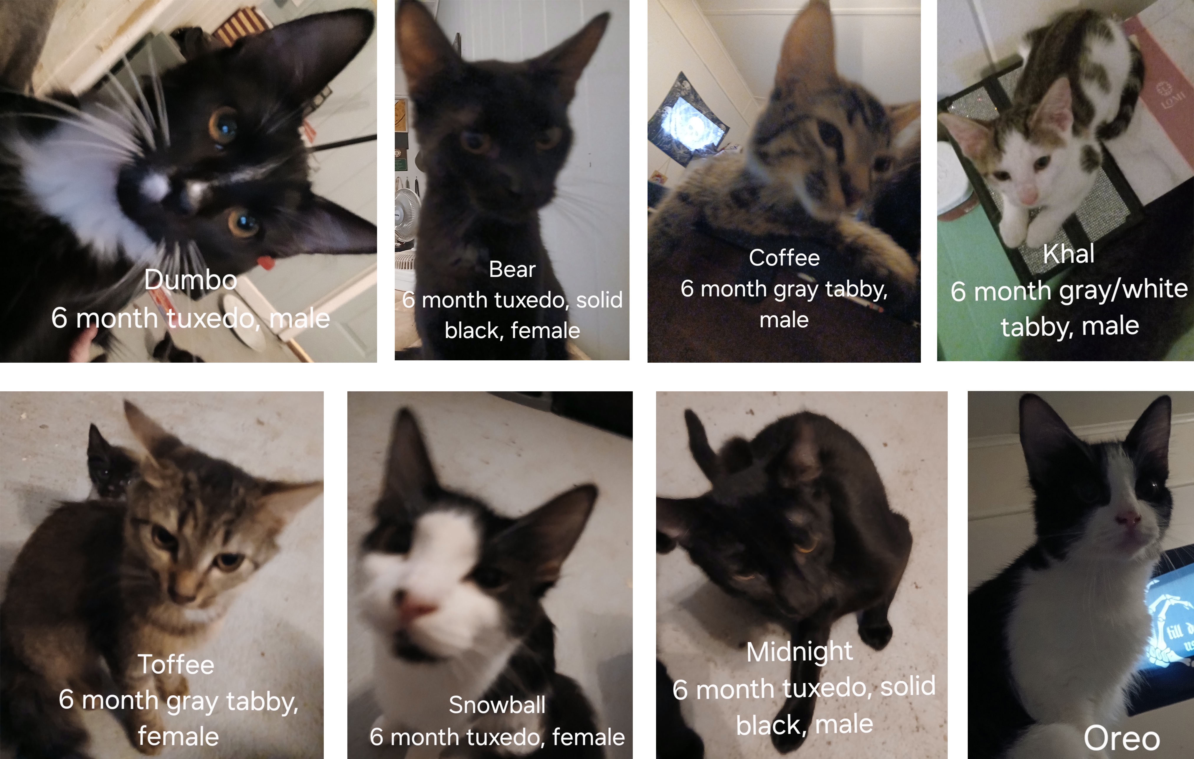 Donate to Ensure Healthy Futures for 21 Rescued Cats campaign photo, 2 of 8