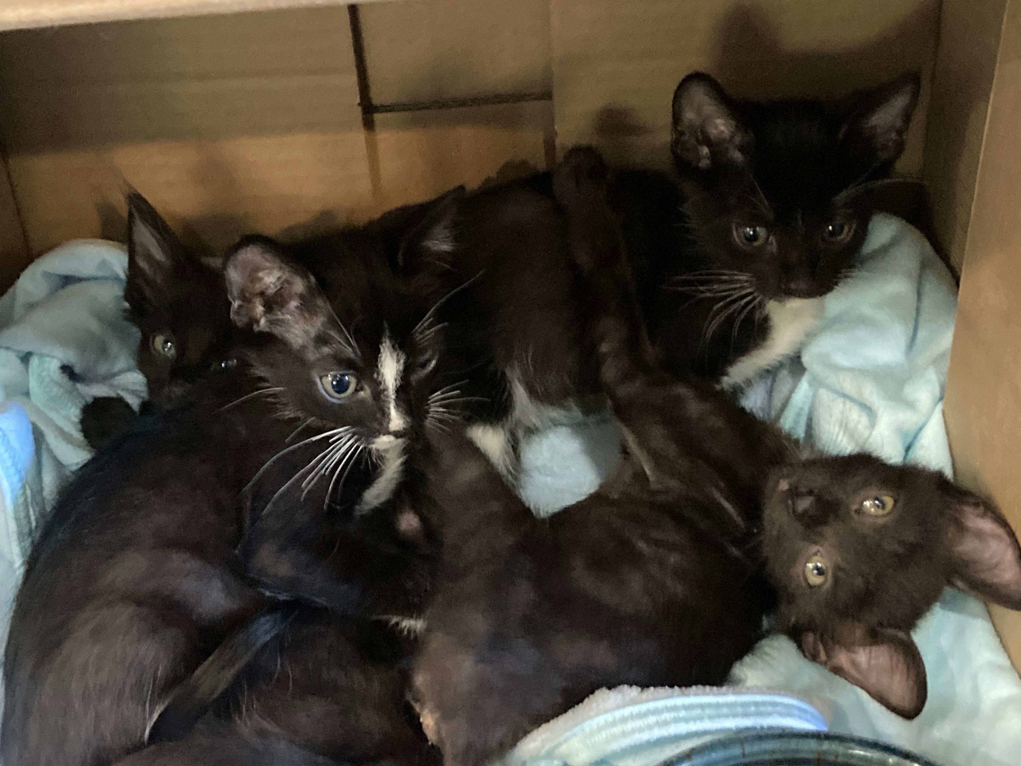 Donate to Ensure Healthy Futures for 21 Rescued Cats campaign photo, 4 of 8