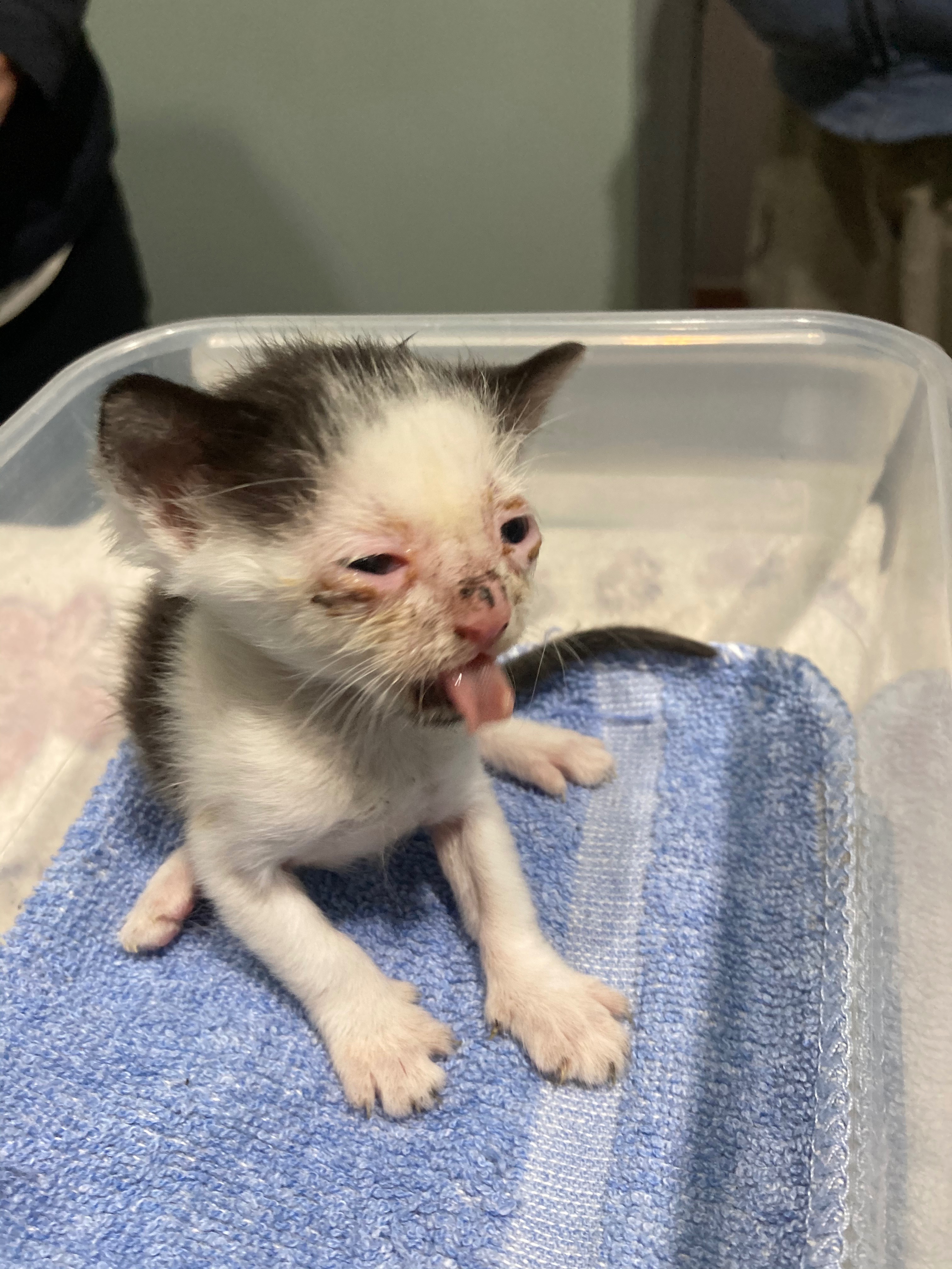 Donate to Ensure Healthy Futures for 21 Rescued Cats campaign photo, 5 of 8