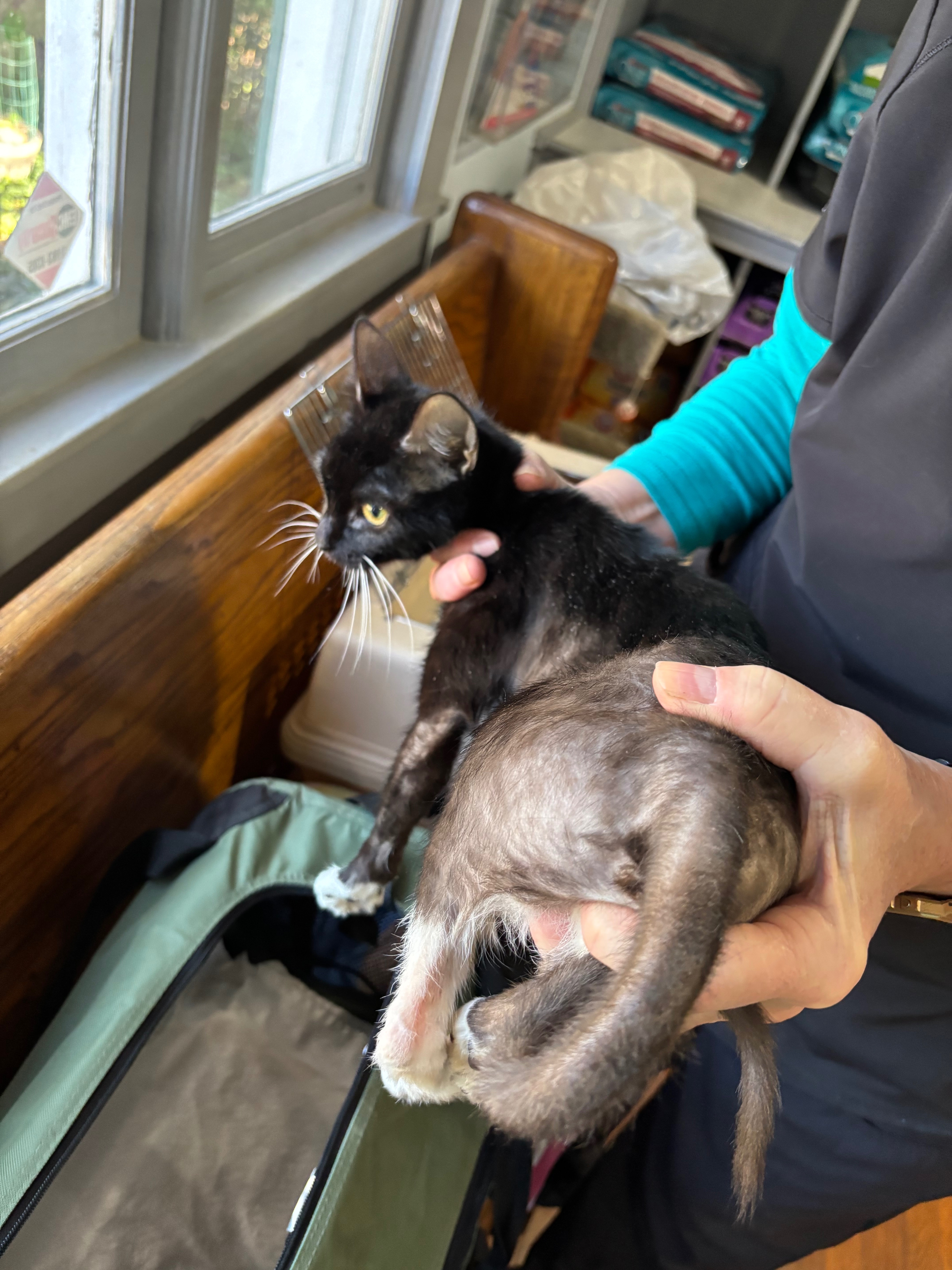 Donate to Ensure Healthy Futures for 21 Rescued Cats campaign photo, 6 of 8