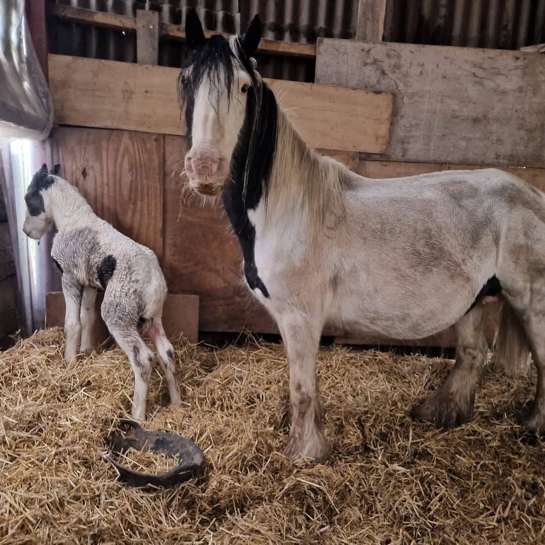 Help Save baby Raine – A Brave Pony Fighting for Her Life campaign photo, 6 of 6