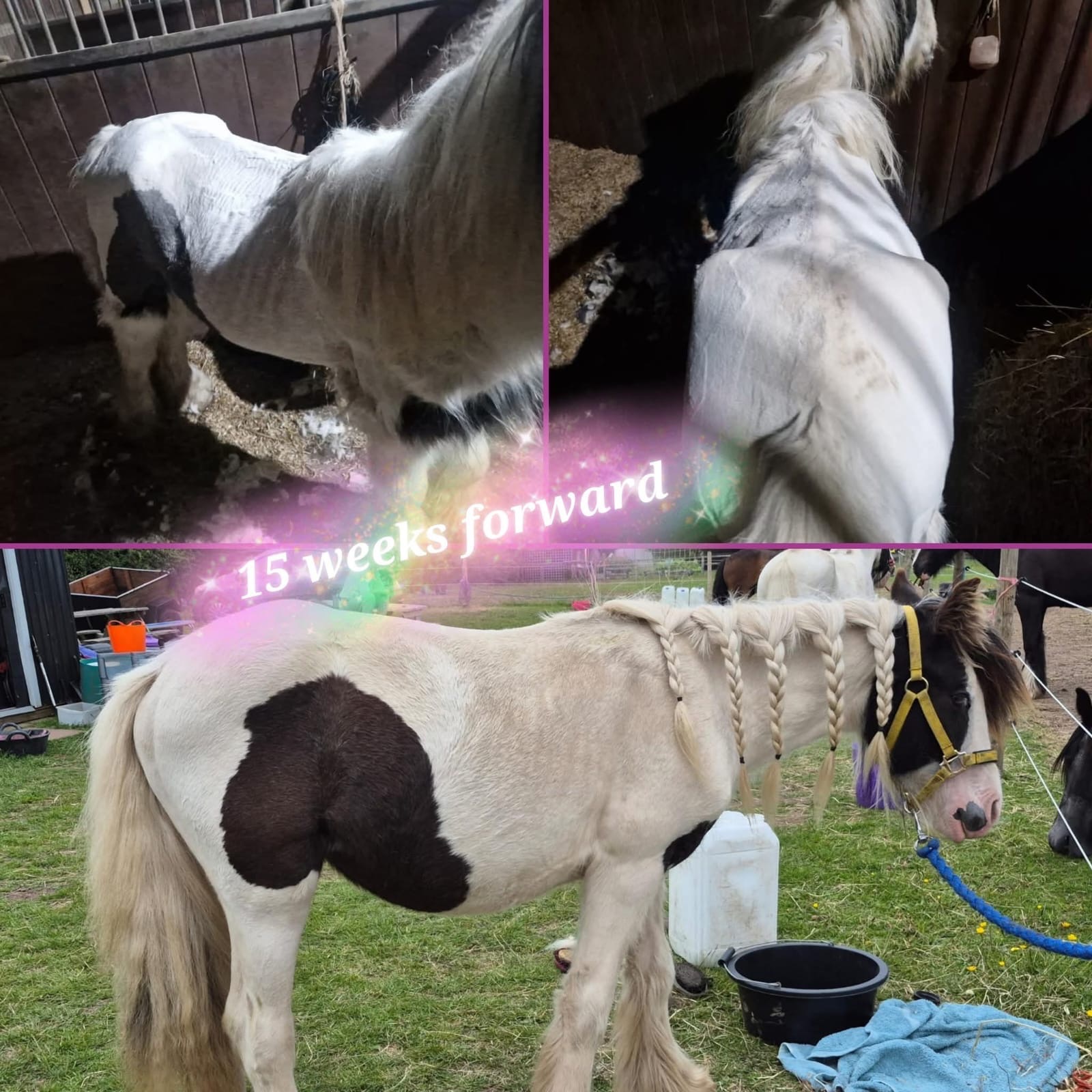 Help Save baby Raine – A Brave Pony Fighting for Her Life campaign photo, 2 of 6
