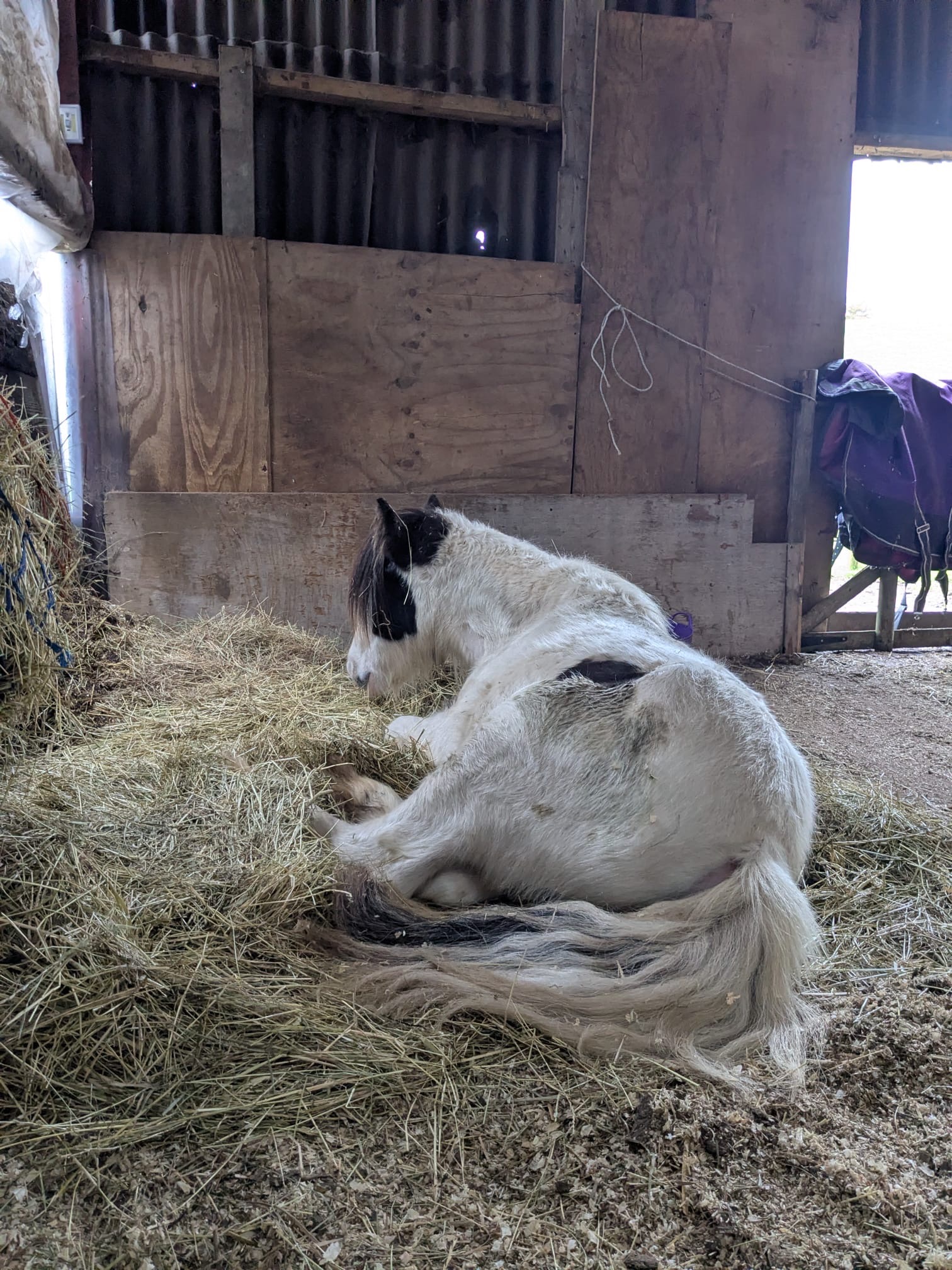 Help Save baby Raine – A Brave Pony Fighting for Her Life campaign photo, 4 of 6