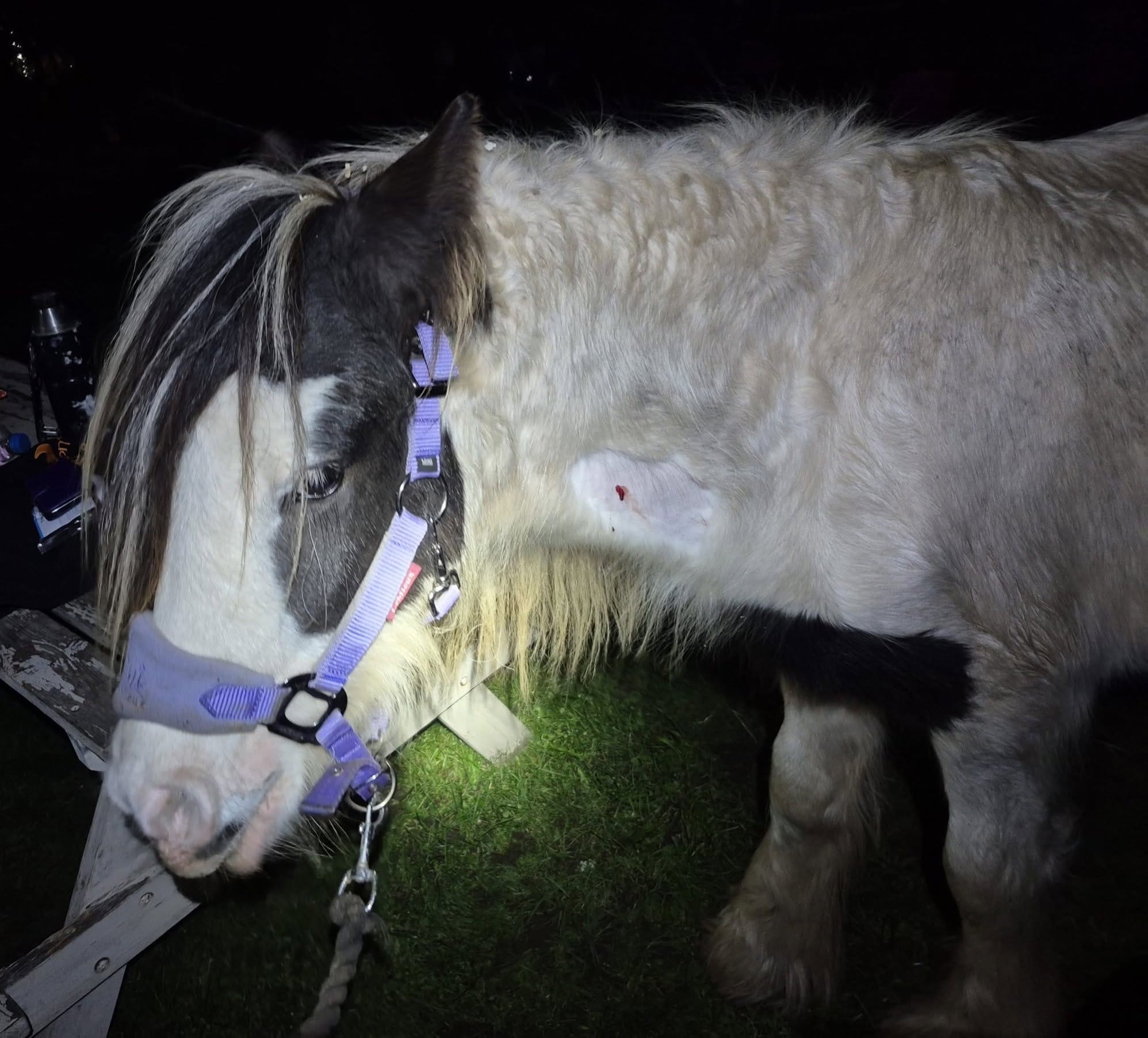 Help Save baby Raine – A Brave Pony Fighting for Her Life campaign photo, 5 of 6