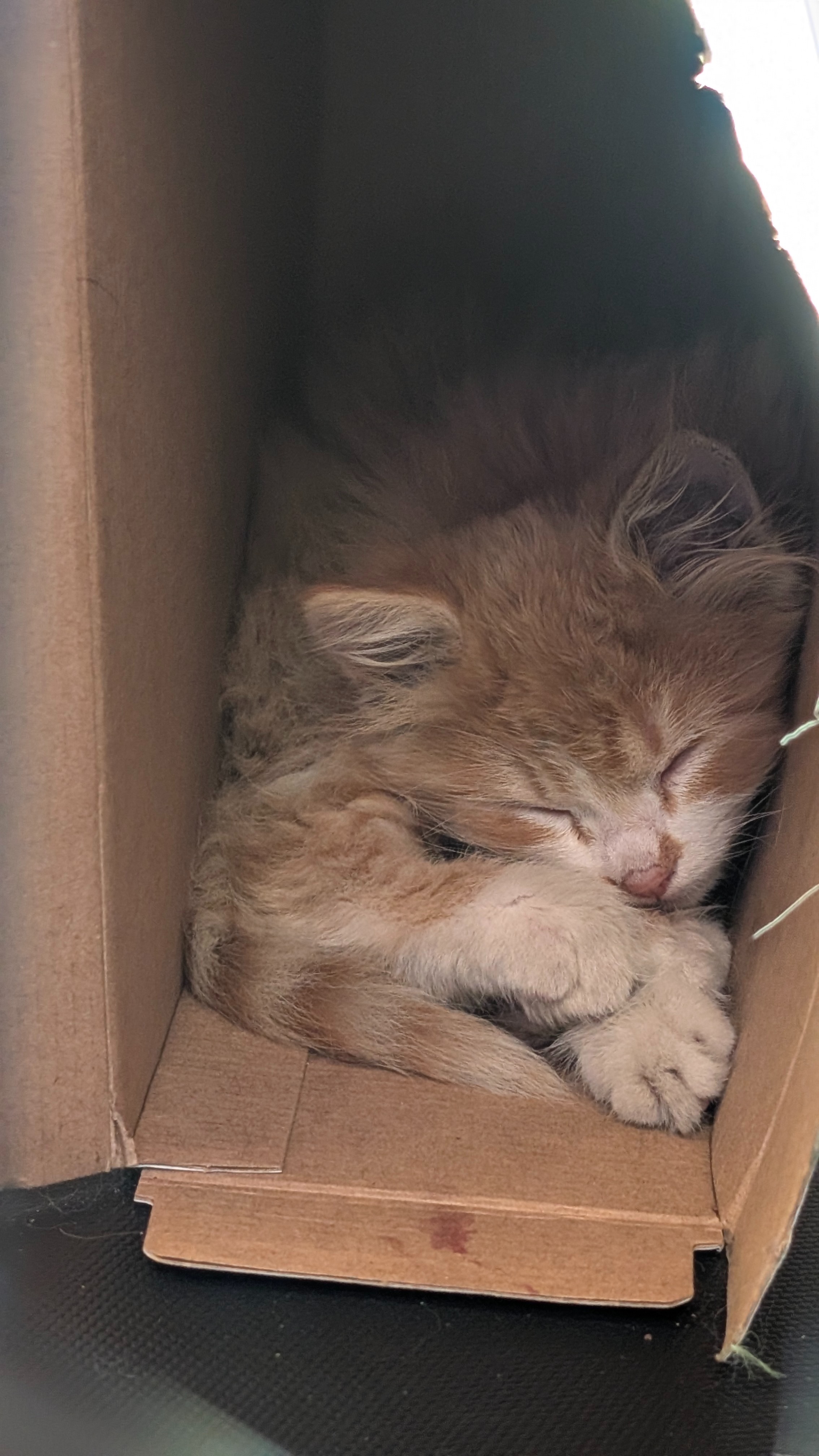 Help Rescued Ascentek Kitten Get Vet Care campaign photo, 2 of 7