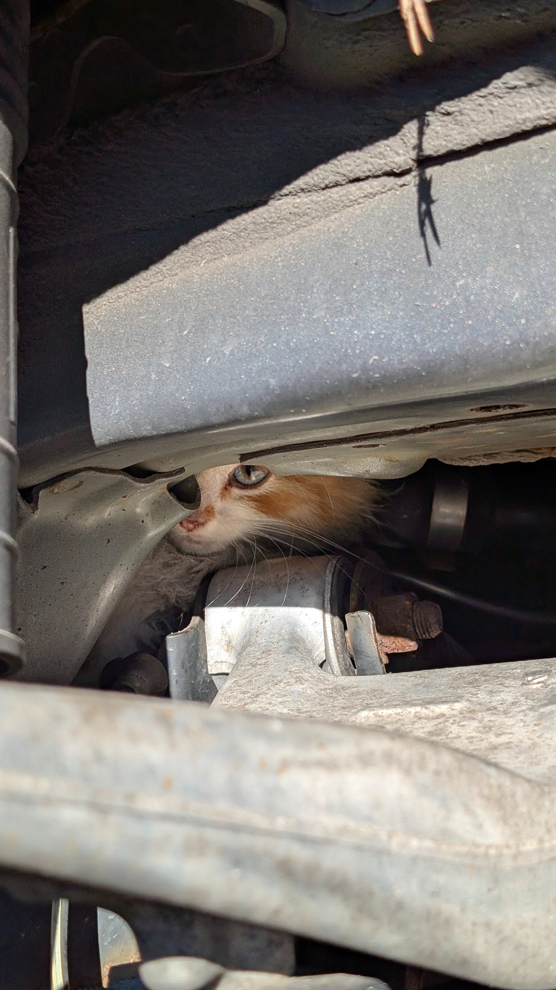 Help Rescued Ascentek Kitten Get Vet Care campaign photo, 4 of 7