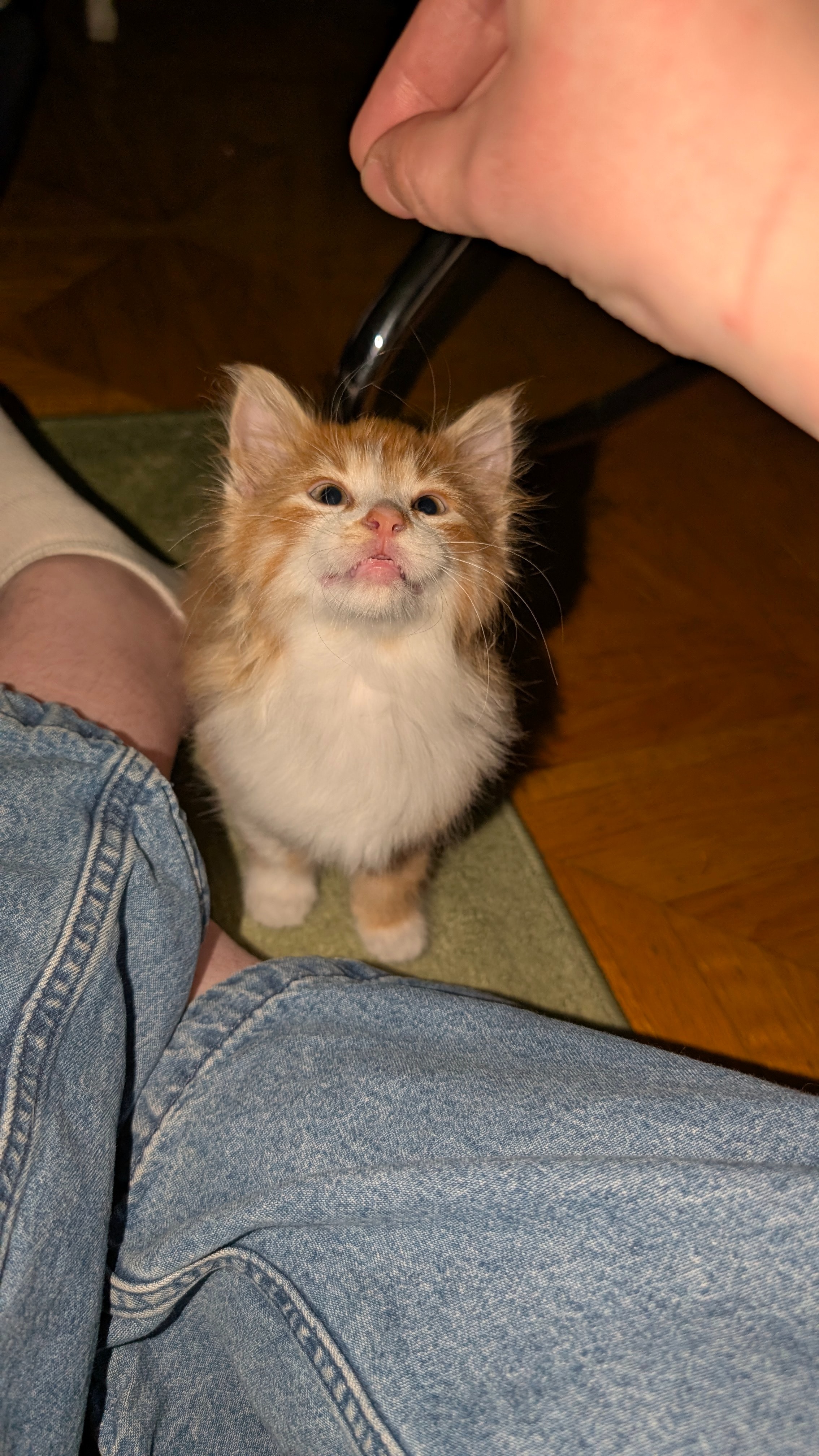 Help Rescued Ascentek Kitten Get Vet Care campaign photo, 5 of 7