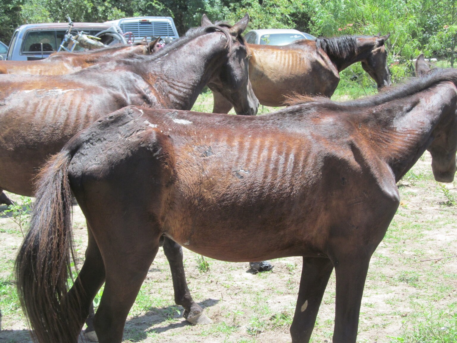 Donate to Protect Livestock in North Texas campaign photo, 7 of 8