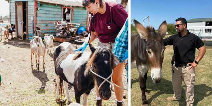 Donate to Protect Livestock in North Texas campaign photo, 2 of 8
