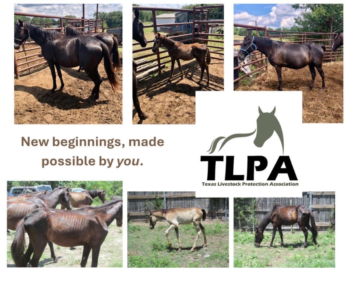 Donate to Protect Livestock in North Texas campaign photo, 4 of 8