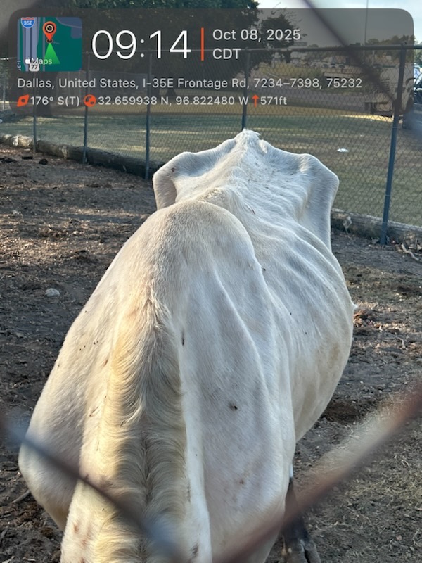 Donate to Protect Livestock in North Texas campaign photo, 6 of 8