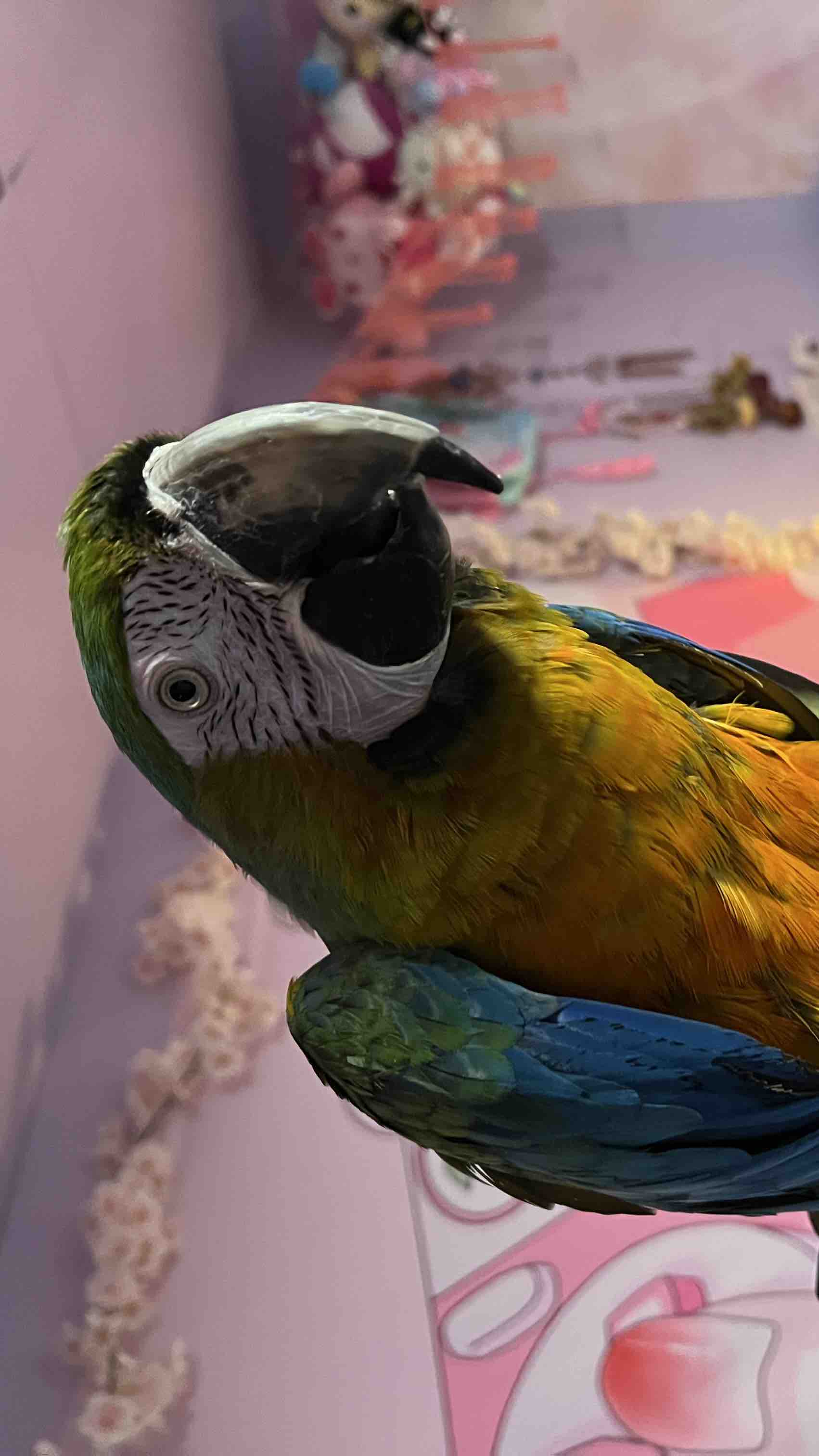 Support Laalaa's Lifelong Arthritis Treatment pinned link photo