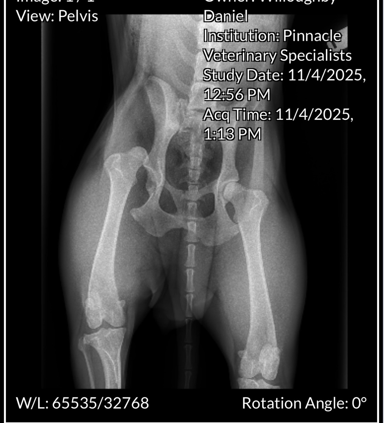 Help Save Pepper: Urgent Surgery Needed campaign photo, 5 of 5