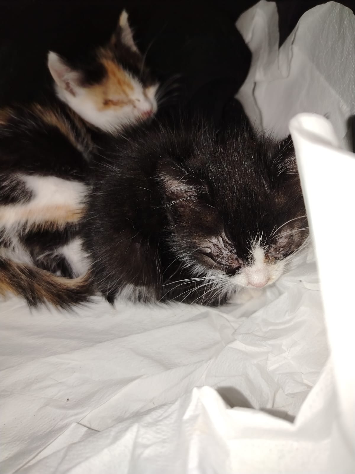 I gatti senza nome:i gatti di Cristina campaign photo, 5 of 6