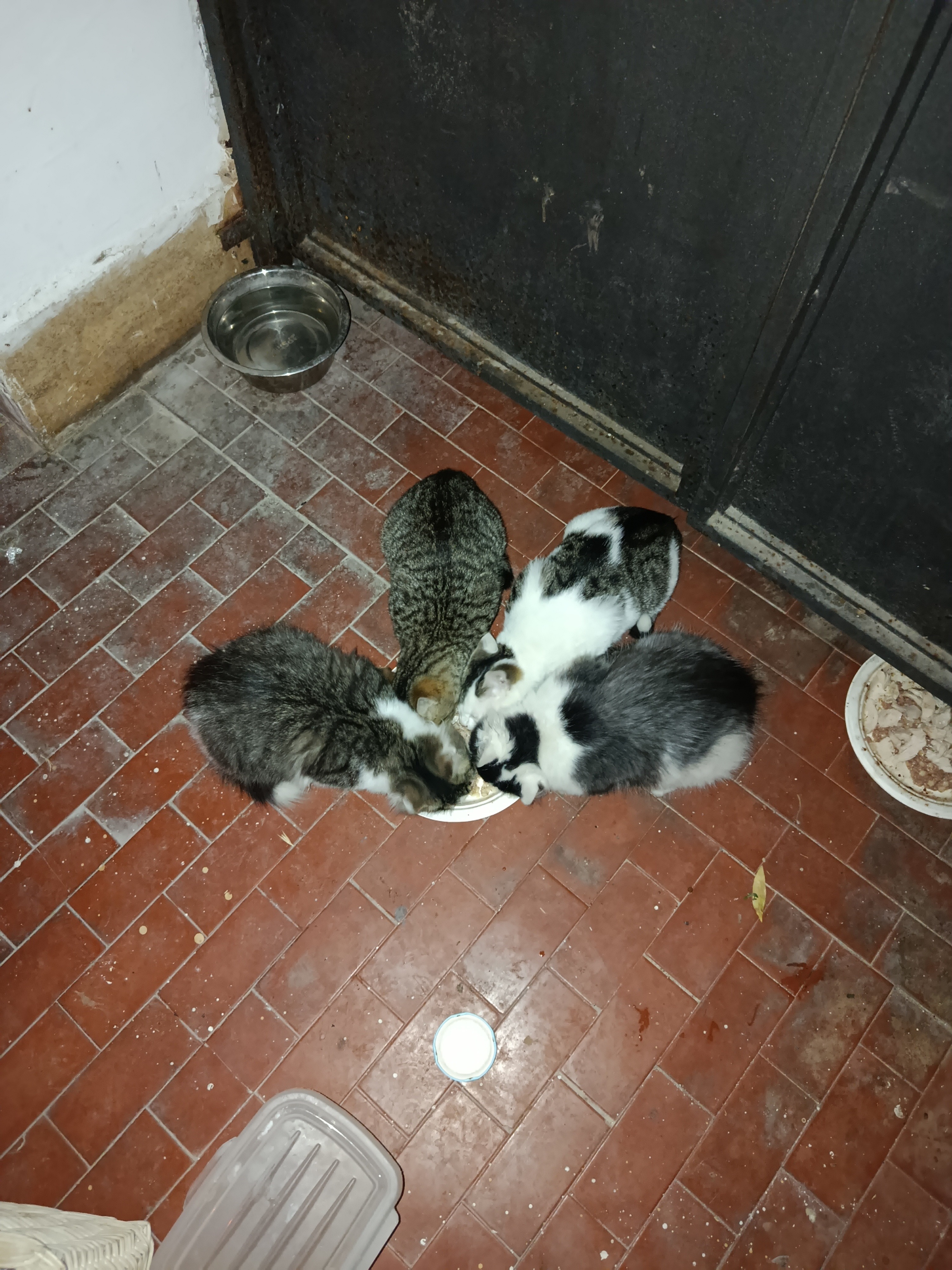 I gatti senza nome:i gatti di Cristina campaign photo, 2 of 6