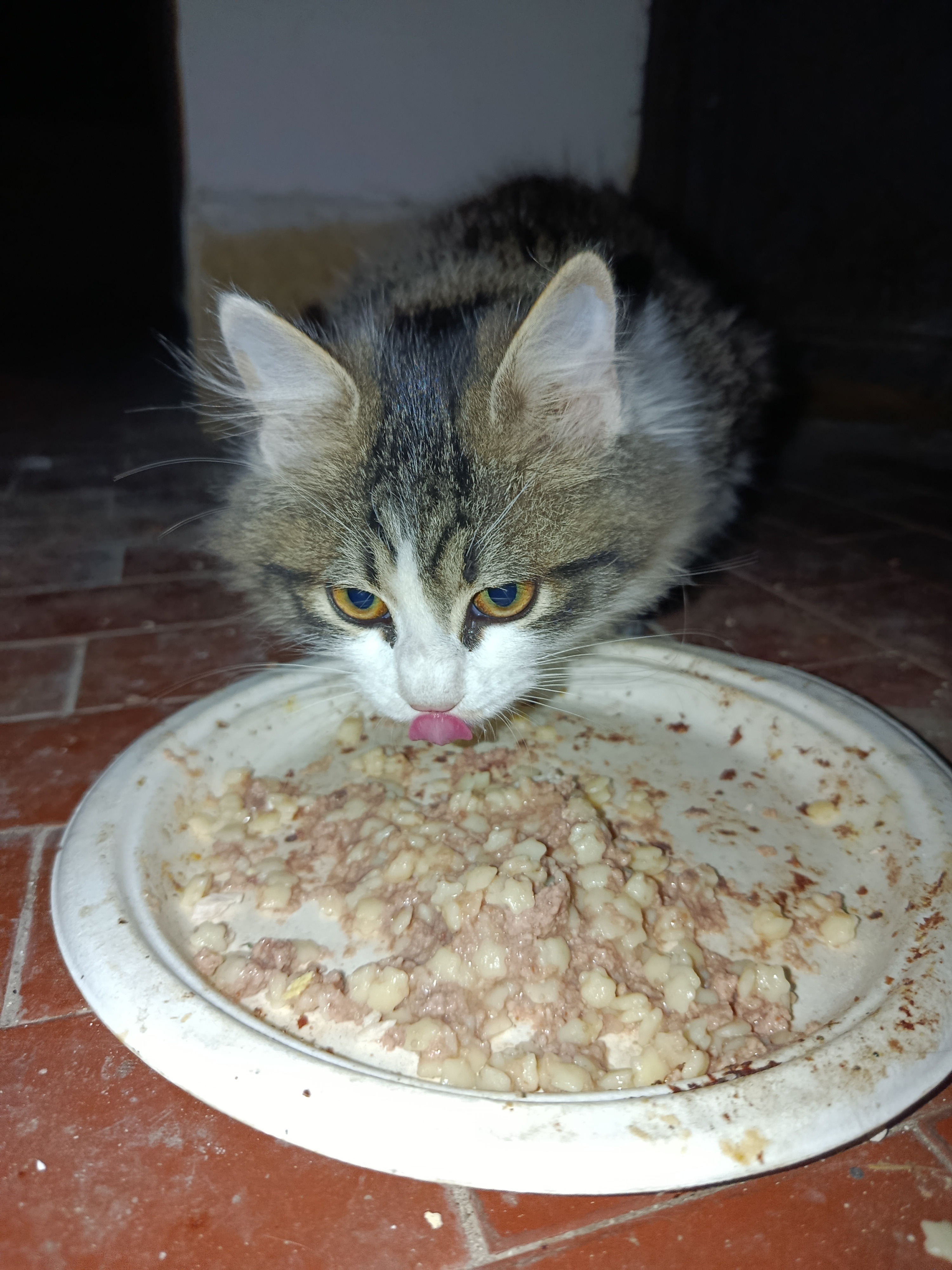 I gatti senza nome:i gatti di Cristina campaign photo, 4 of 6