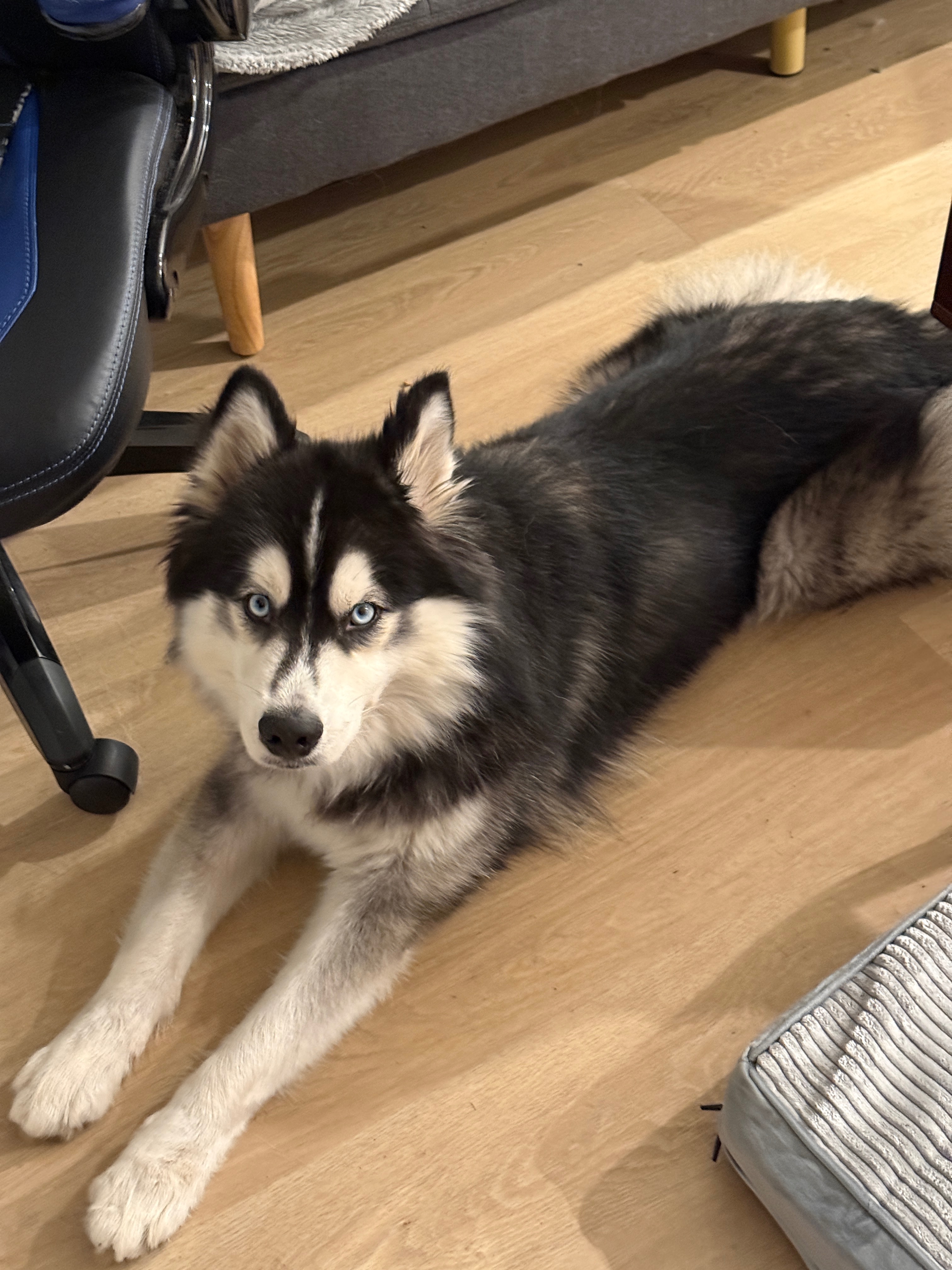 Support Elijah and His Husky in making change campaign photo, 2 of 8