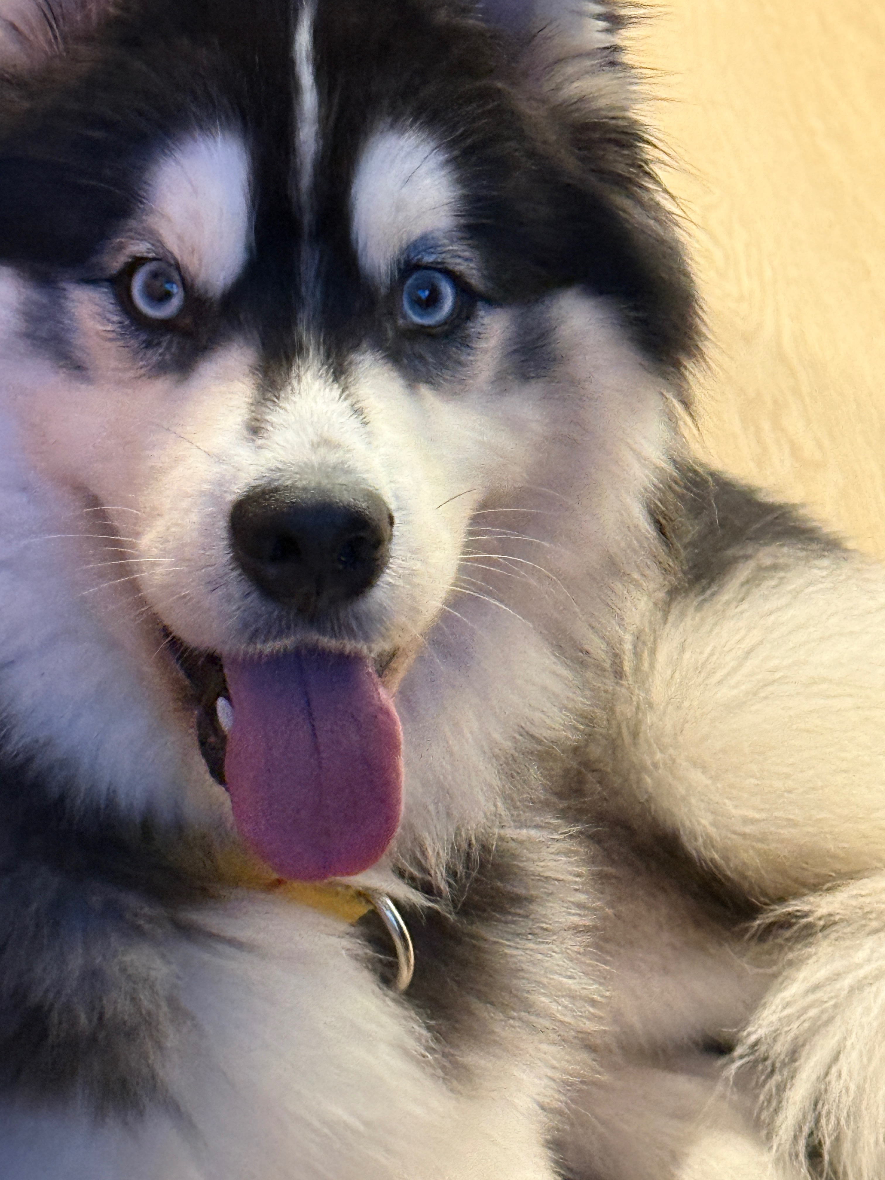 Support Elijah and His Husky in making change campaign photo, 4 of 8