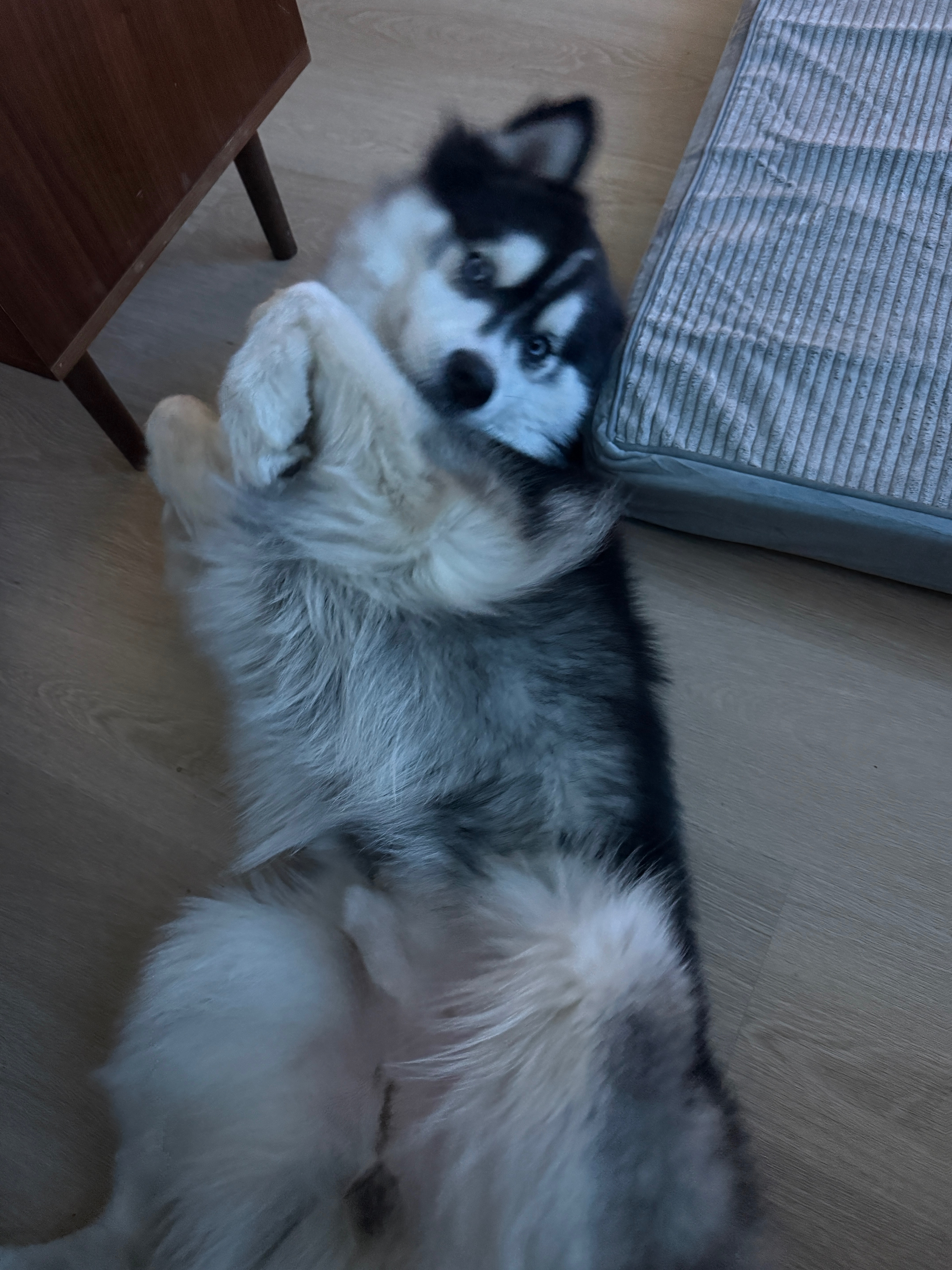 Support Elijah and His Husky in making change campaign photo, 6 of 8
