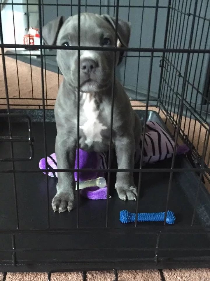 Save Chance: Urgent Surgery for Beloved Dog campaign photo, 7 of 8