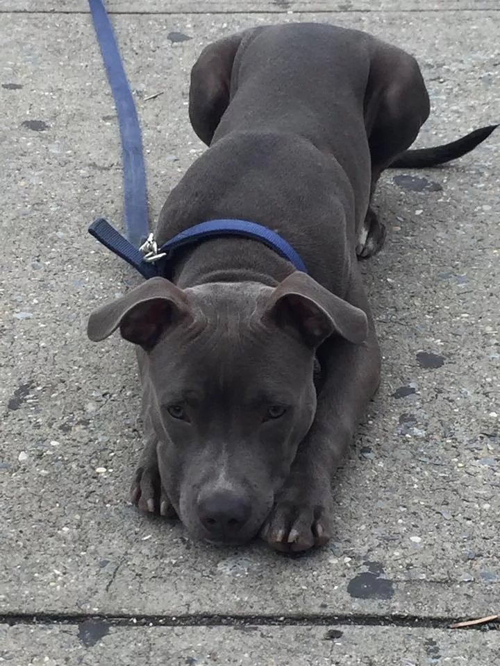 Save Chance: Urgent Surgery for Beloved Dog campaign photo, 2 of 8