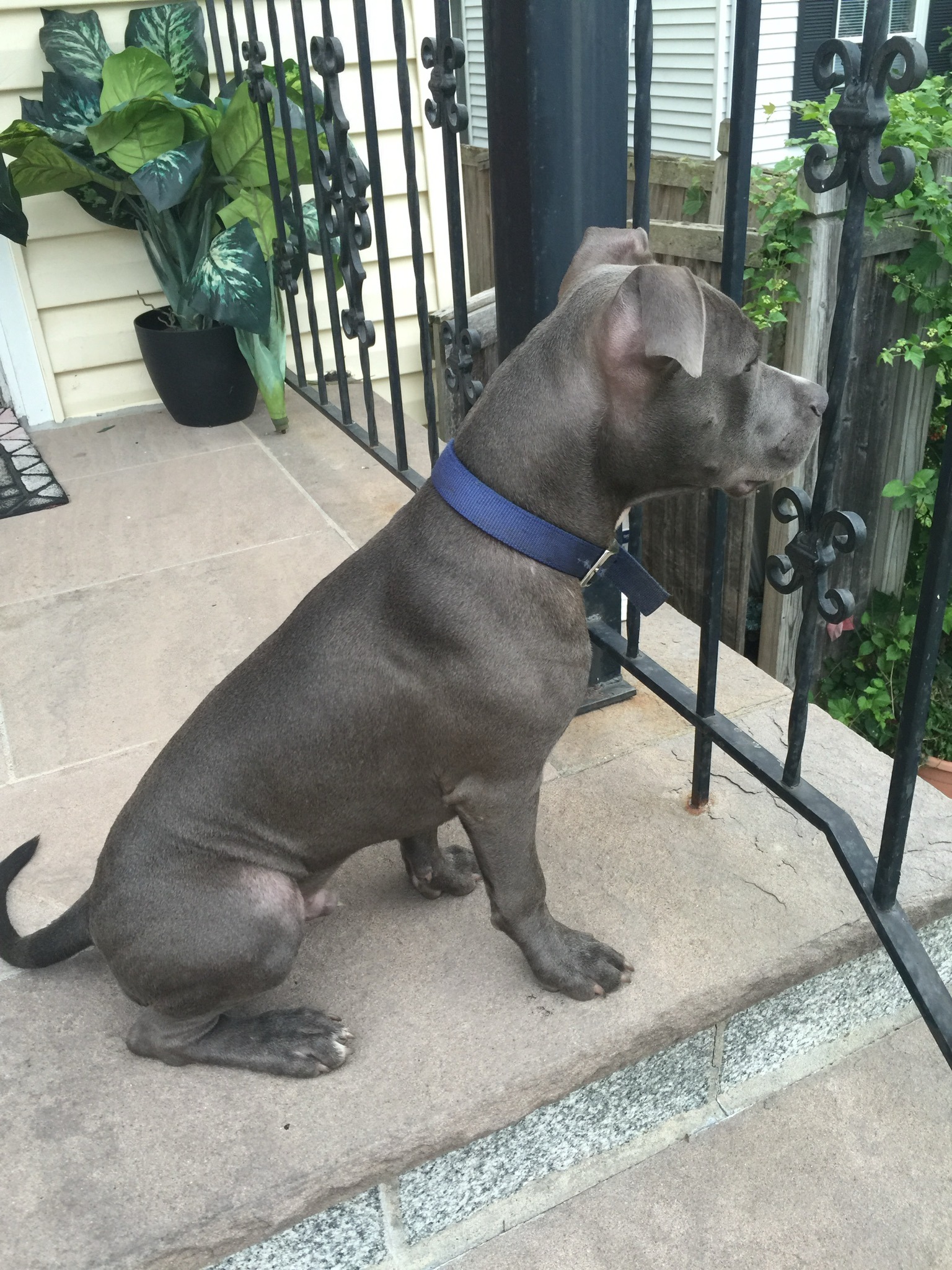 Save Chance: Urgent Surgery for Beloved Dog campaign photo, 4 of 8