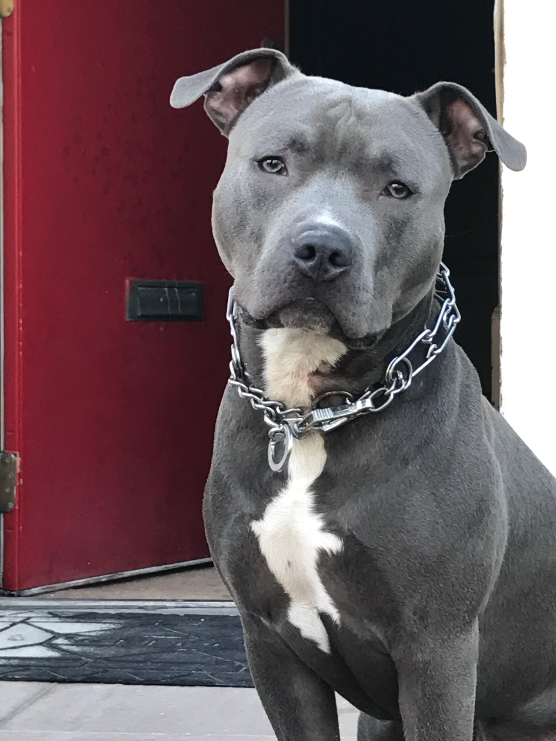 Save Chance: Urgent Surgery for Beloved Dog campaign photo, 5 of 8