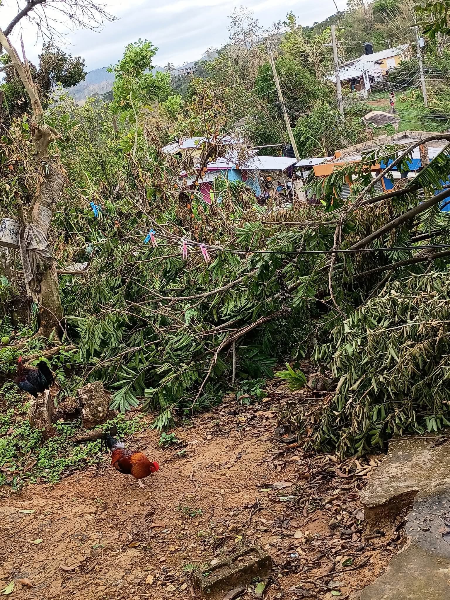 Support Mama Saray & Ical After Hurricane Melissa campaign photo, 6 of 8
