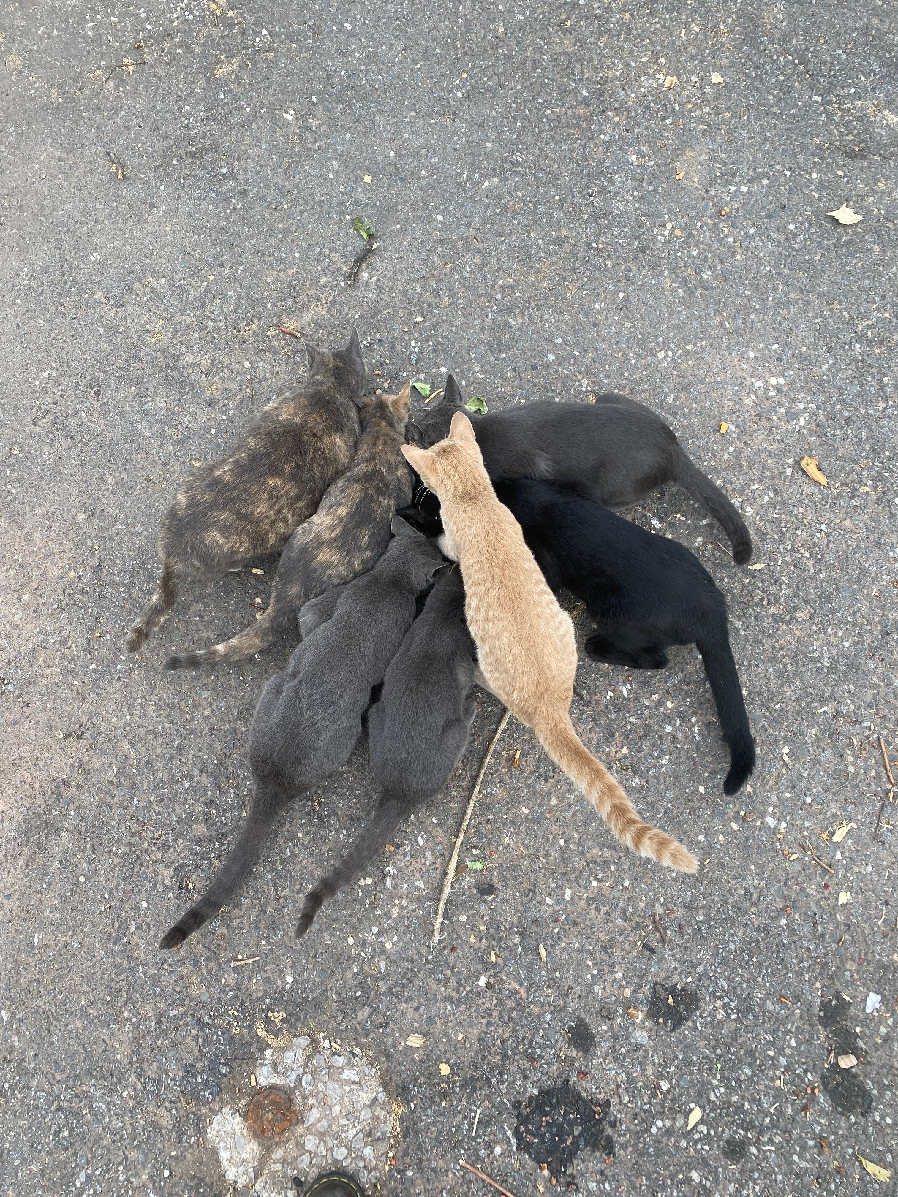 Help Transition Stray Cats to Loving Homes campaign photo, 5 of 6