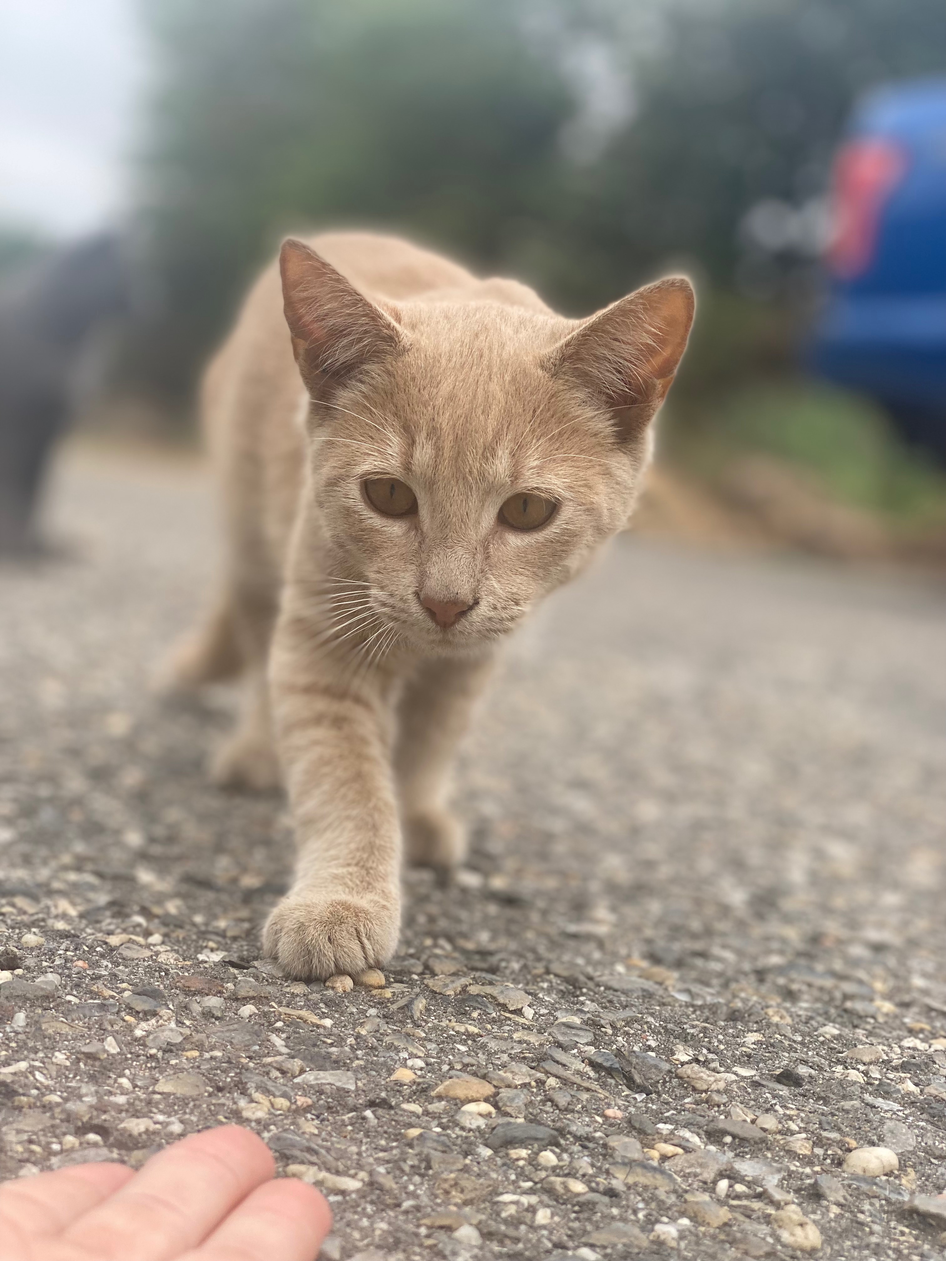 Help Transition Stray Cats to Loving Homes campaign photo, 2 of 6