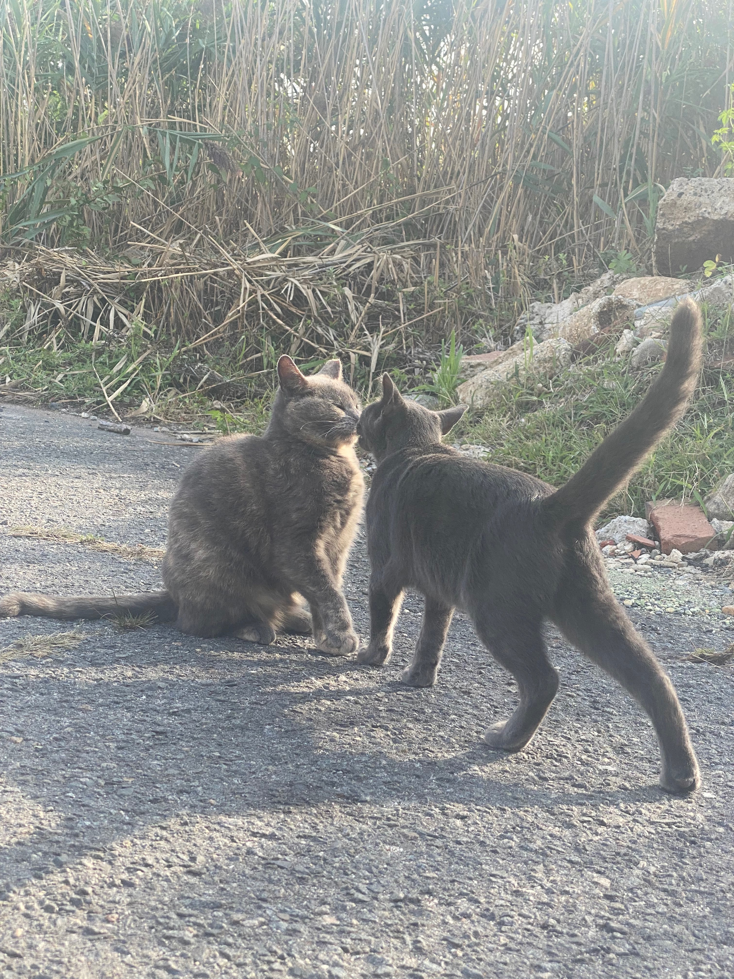 Help Transition Stray Cats to Loving Homes campaign photo, 4 of 6
