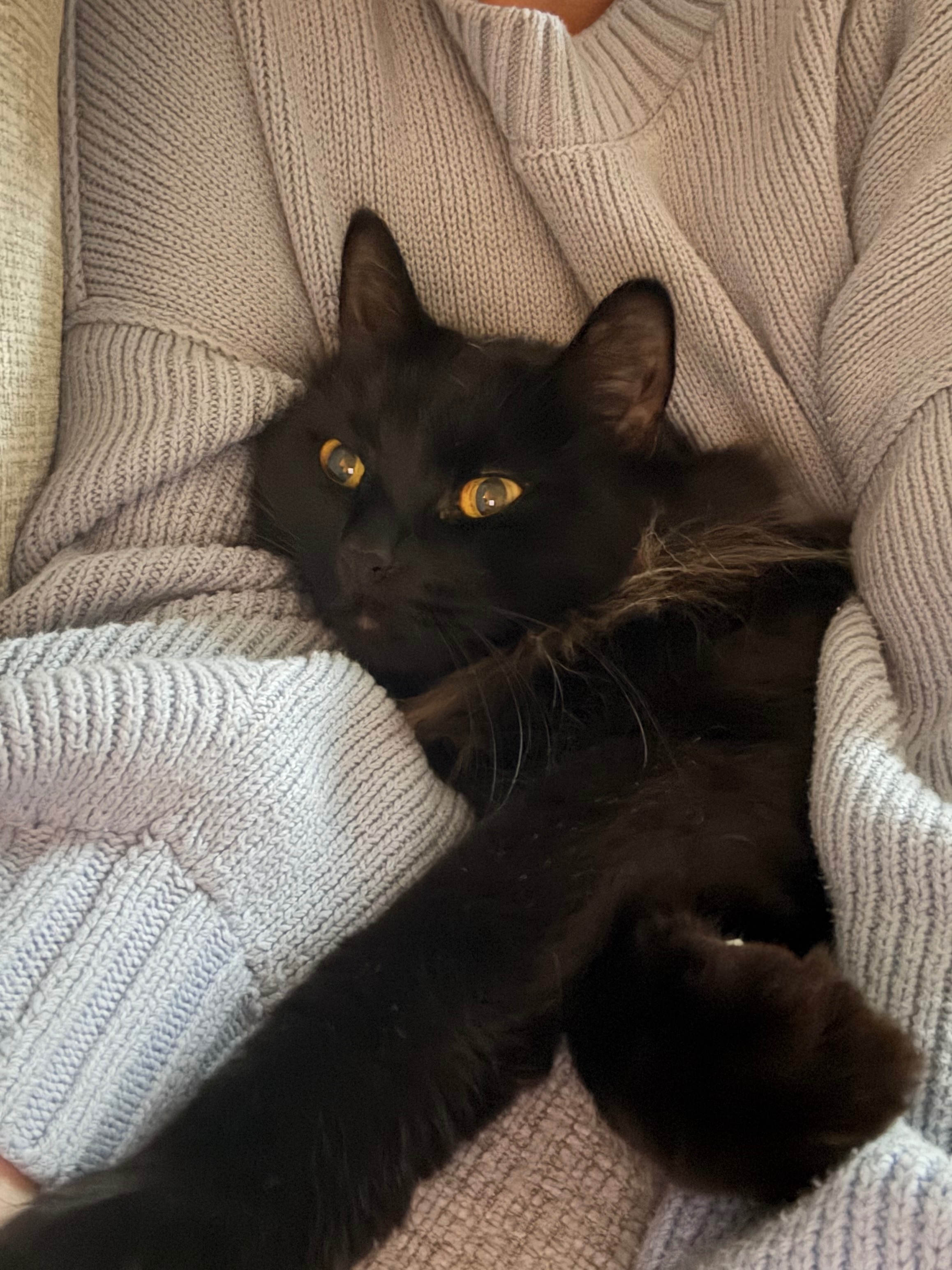 Support Midna's Urgent Medical Care campaign photo, 7 of 8