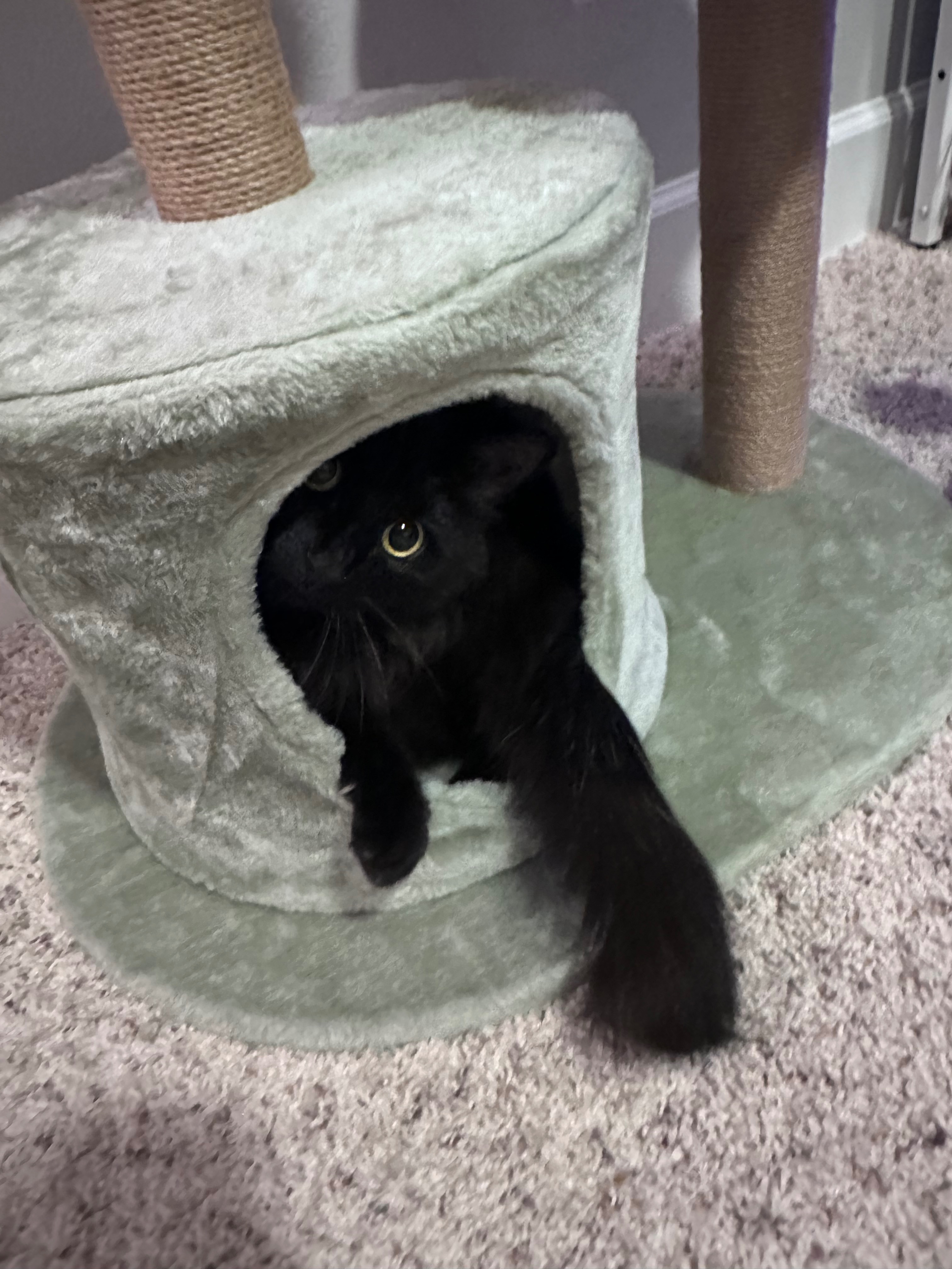 Support Midna's Urgent Medical Care campaign photo, 2 of 8