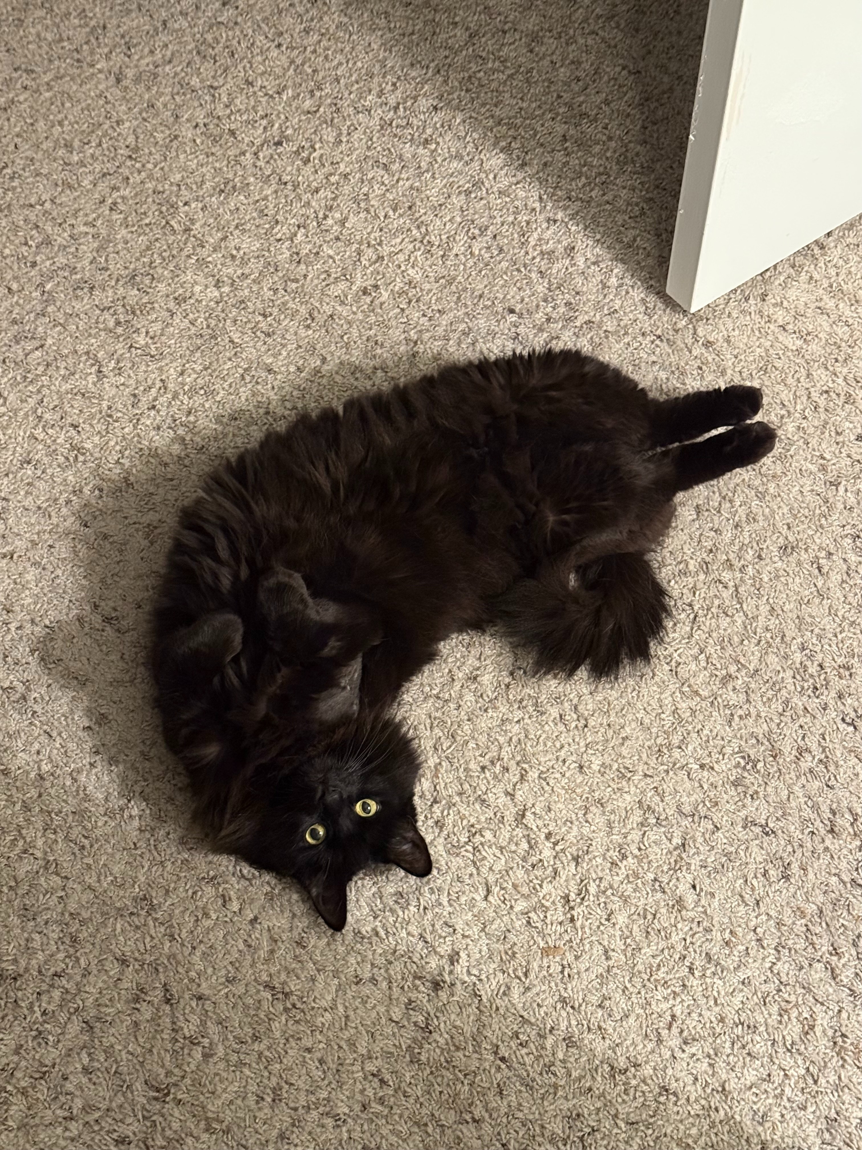 Support Midna's Urgent Medical Care campaign photo, 6 of 8