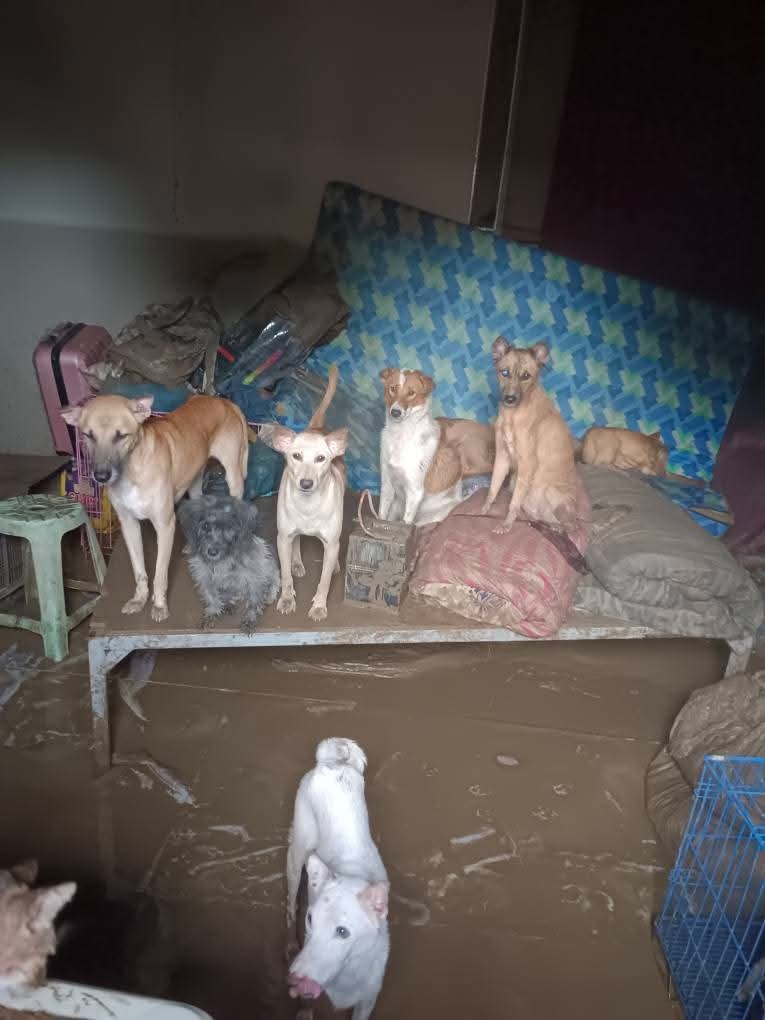 Help for the Victims of Cebu Philippines Typhoon,Flooding campaign photo, 5 of 6