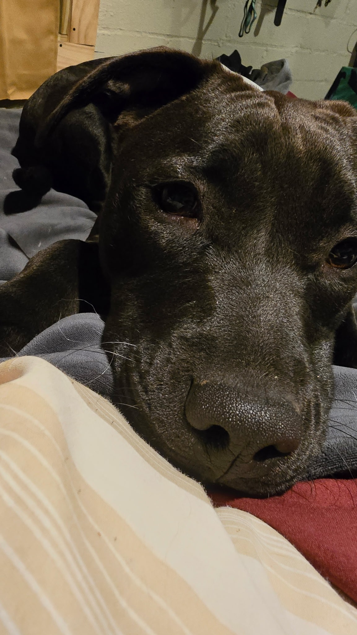 Help Astrid Heal: Support Her Surgery campaign photo, 4 of 8