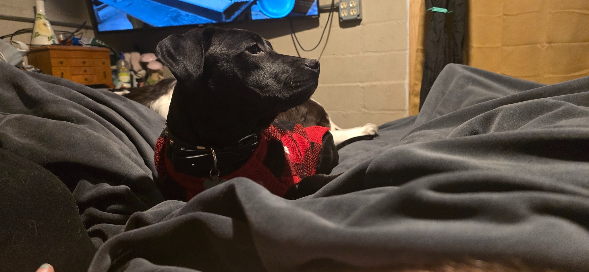 Help Astrid Heal: Support Her Surgery campaign photo, 6 of 8